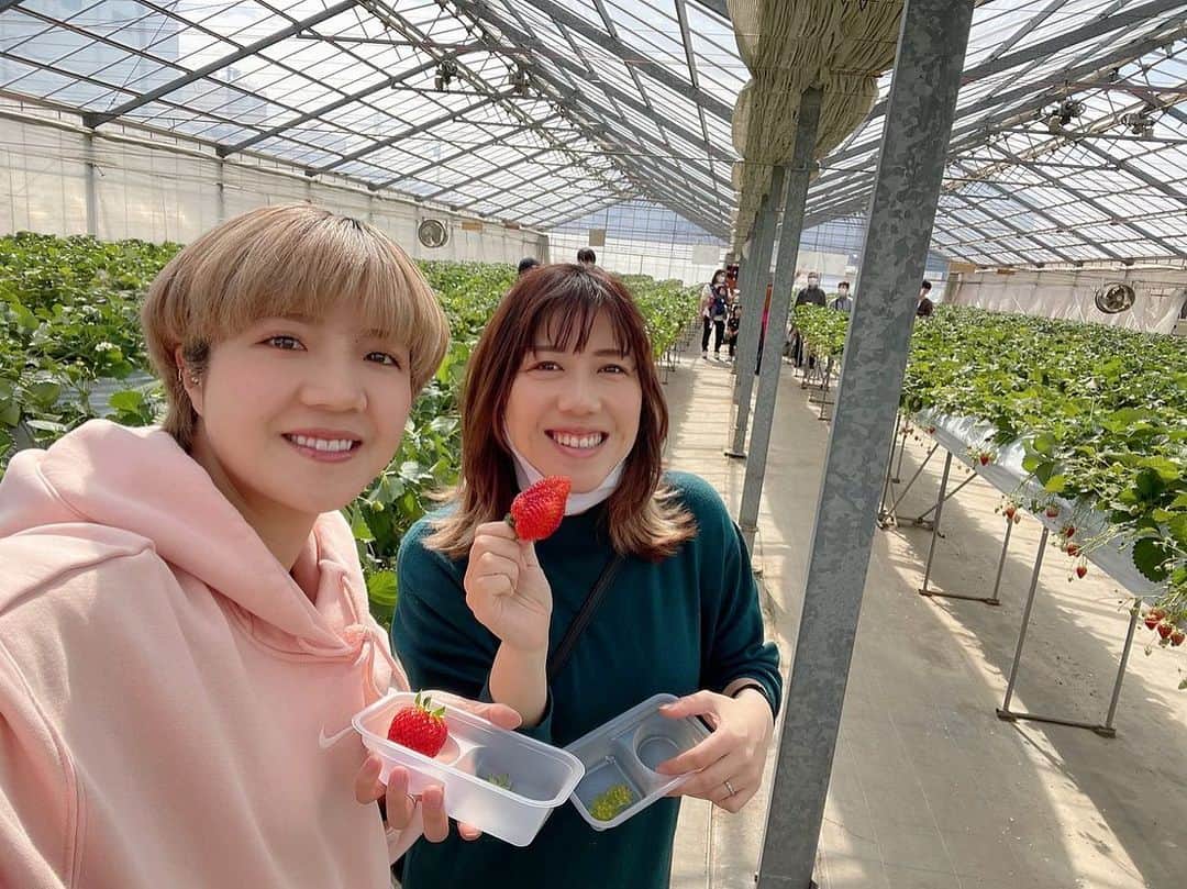 綾田紘子のインスタグラム：「今日は念願のいちご狩り🍓に行って来ましたー🥺✨✨ . 亀田愛里ちゃんが付き合ってくれて、5種類のイチゴ🍓を思う存分パクパク😂 . お土産で購入もしたし、帰ってからもイチゴ食べます🤣♡ 楽しかったのでまた行きたい☺️ . #いちご狩り #亀田愛里 #推し活」
