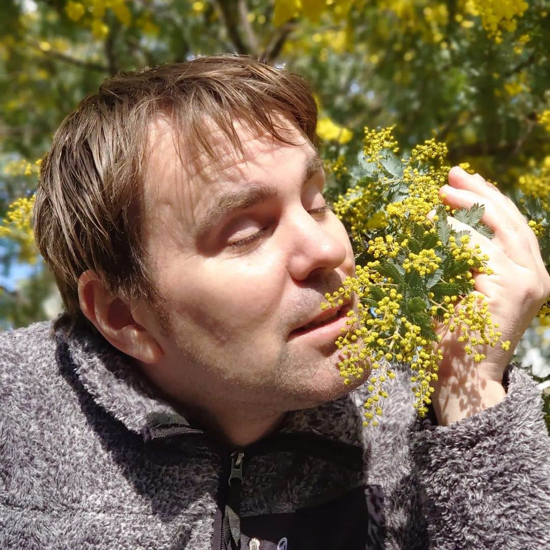 ピーチフラワーさんのインスタグラム写真 - (ピーチフラワーInstagram)「· お散歩中にミモザの木を見つけました。 「春が来たよ!」とうれしくて、みんなで記念写真を撮りました。 · Momoは花粉症で大変です🤧 ダディも花粉症っぽい気配?…🤔 ダディは冬眠するので、やっと春が来てくれてワクワクしてます😁 · · #ミモザ #花粉症 #冬眠からの目覚め #マミーのスマホの壁紙にしたよ #バイリンガル #三姉妹 #ピーチフラワー」3月3日 16時15分 - peachflower_jp