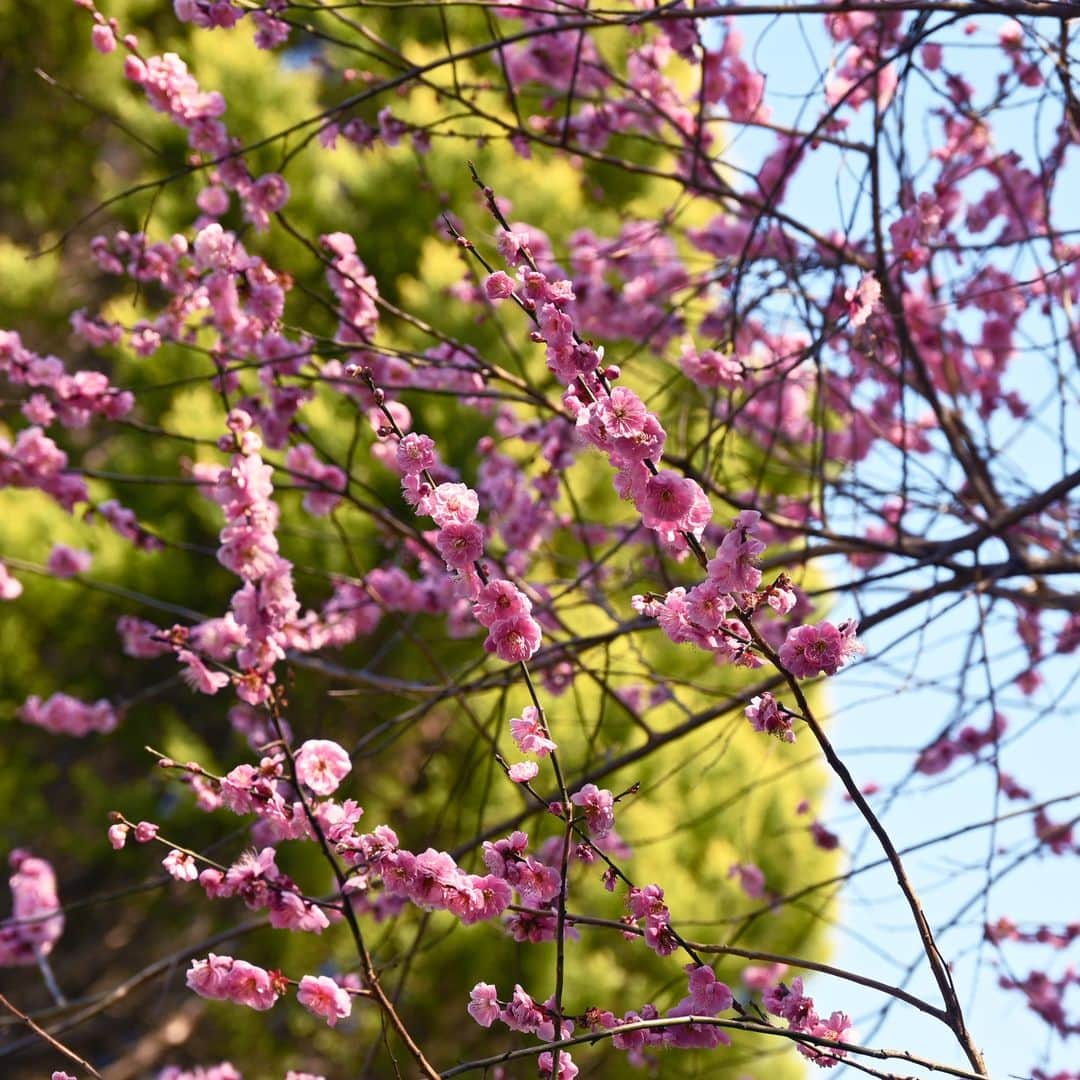大阪教育大学さんのインスタグラム写真 - (大阪教育大学Instagram)「3月3日は #桃の節句 柏原キャンパスには桃は植えられていないようですが、今は梅の花がたくさん咲いています B棟横のアセビにはメジロが来ていました🥰  #公式インスタグラム #国立大学 #大阪教育大学 #大教 #大教大 #OsakaKyoikuUniversity #OKU #人にまっすぐ。 #教員養成 #教育協働 #今日の柏原キャンパス #春の花 #梅 #メジロ #ウグイスではない」3月3日 16時21分 - osakakyoikuuniv
