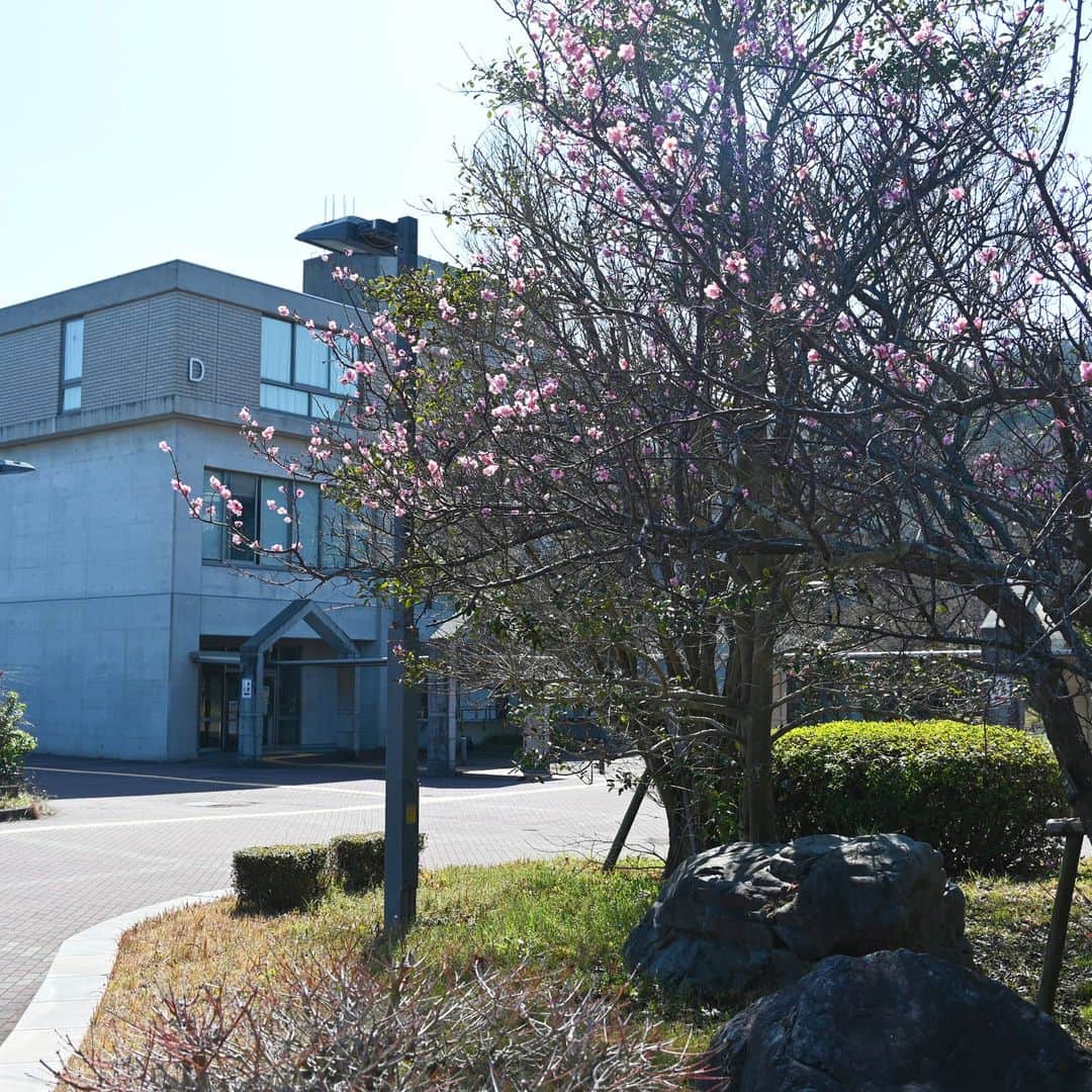 大阪教育大学さんのインスタグラム写真 - (大阪教育大学Instagram)「3月3日は #桃の節句 柏原キャンパスには桃は植えられていないようですが、今は梅の花がたくさん咲いています B棟横のアセビにはメジロが来ていました🥰  #公式インスタグラム #国立大学 #大阪教育大学 #大教 #大教大 #OsakaKyoikuUniversity #OKU #人にまっすぐ。 #教員養成 #教育協働 #今日の柏原キャンパス #春の花 #梅 #メジロ #ウグイスではない」3月3日 16時21分 - osakakyoikuuniv