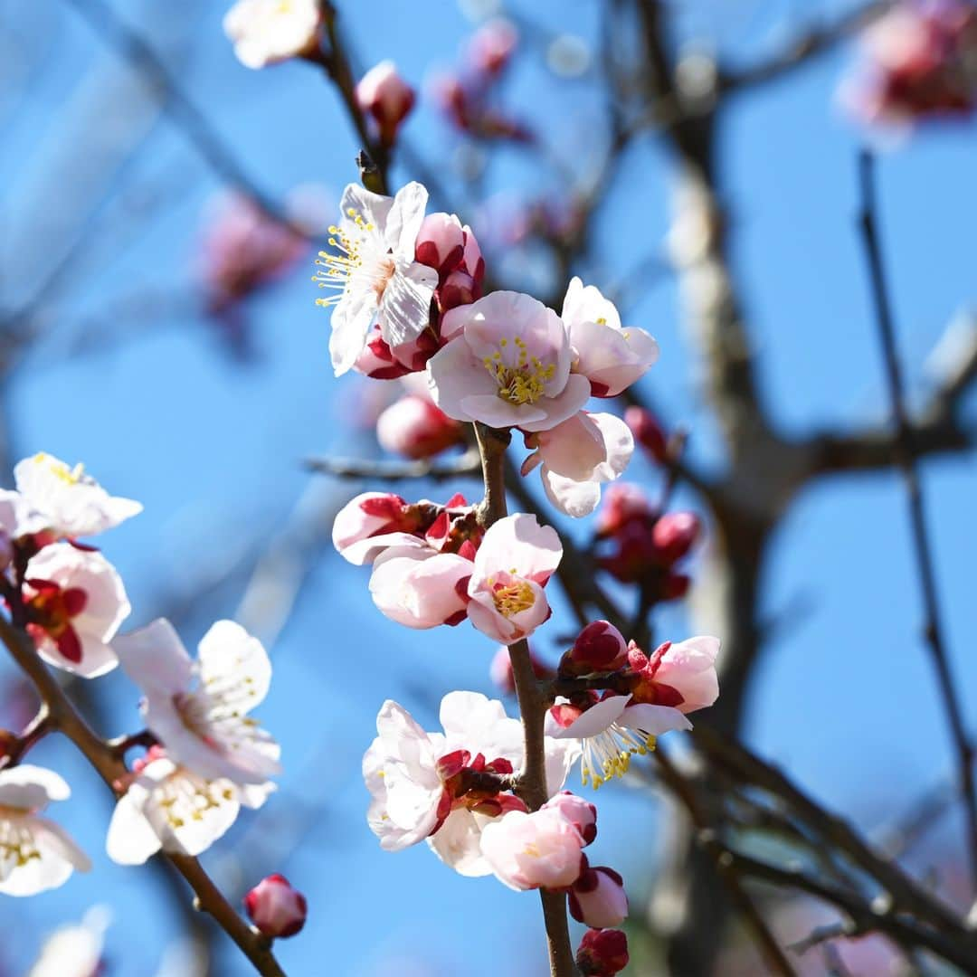 大阪教育大学のインスタグラム：「3月3日は #桃の節句 柏原キャンパスには桃は植えられていないようですが、今は梅の花がたくさん咲いています B棟横のアセビにはメジロが来ていました🥰  #公式インスタグラム #国立大学 #大阪教育大学 #大教 #大教大 #OsakaKyoikuUniversity #OKU #人にまっすぐ。 #教員養成 #教育協働 #今日の柏原キャンパス #春の花 #梅 #メジロ #ウグイスではない」