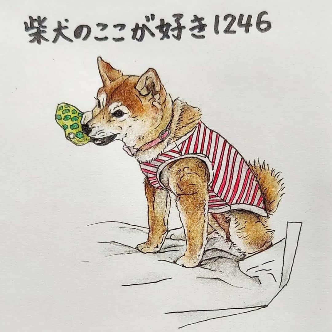 ハナとソラさんのインスタグラム写真 - (ハナとソラInstagram)「#ここ柴部  『柴犬のここが好きシリーズ1246』 大事なおもちゃを持ったまま  おトイレしちゃうとこ。  大事なおもちゃは片時も離したくないのね  ＊ モデルは @ichika__1003_ さんとこのいちかちゃんです🐕️💓 ＊ #柴犬のここが好き#柴犬#柴犬イラスト#イラスト#しばすたぐらむ #いらすとぐらむ #shibainu #shibastagram #illustration #colorpencil #favoritepartsofshibainu #色鉛筆#色鉛筆画 #柴公園 #柴公園イラスト」3月3日 22時09分 - nsdikm_hanasora