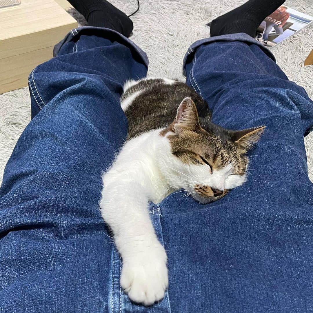 ghemtexさんのインスタグラム写真 - (ghemtexInstagram)「ミミの日」3月3日 22時14分 - ghemtex