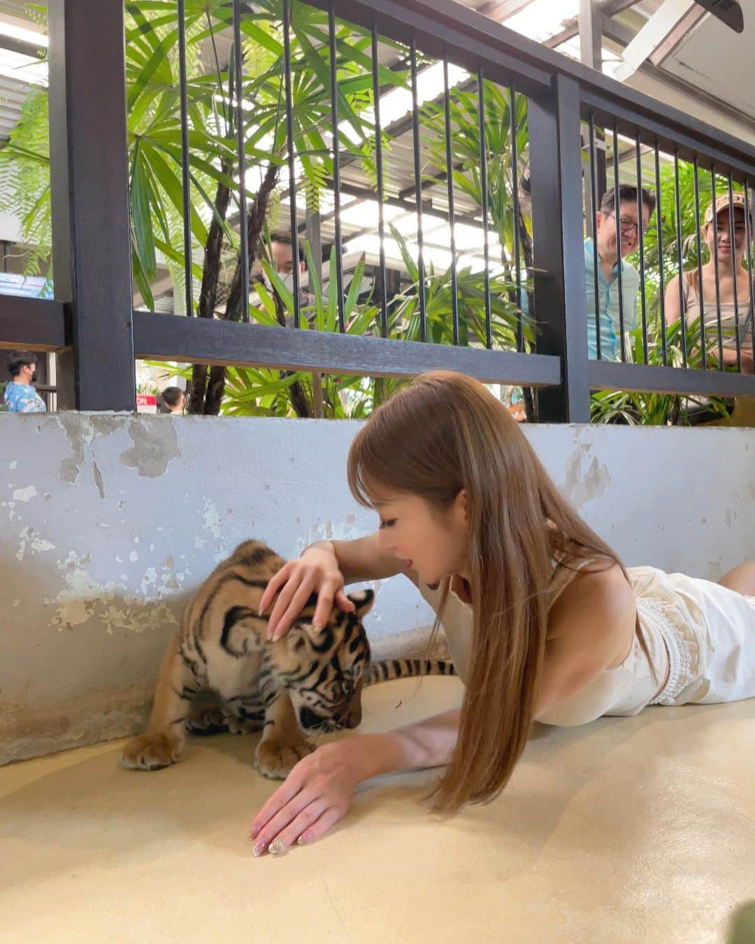 松山英礼奈さんのインスタグラム写真 - (松山英礼奈Instagram)「逃げっぶれっ🐅  7枚目は寝ちゃった虎ちゃん💛💤  子虎可愛すぎたぁ🥹🐯🍼💖💖💖  #tigerpark  #pattaya  #thailand  #🇹🇭 #🐯 #可愛すぎ」3月3日 17時31分 - hiiiiiiii0802