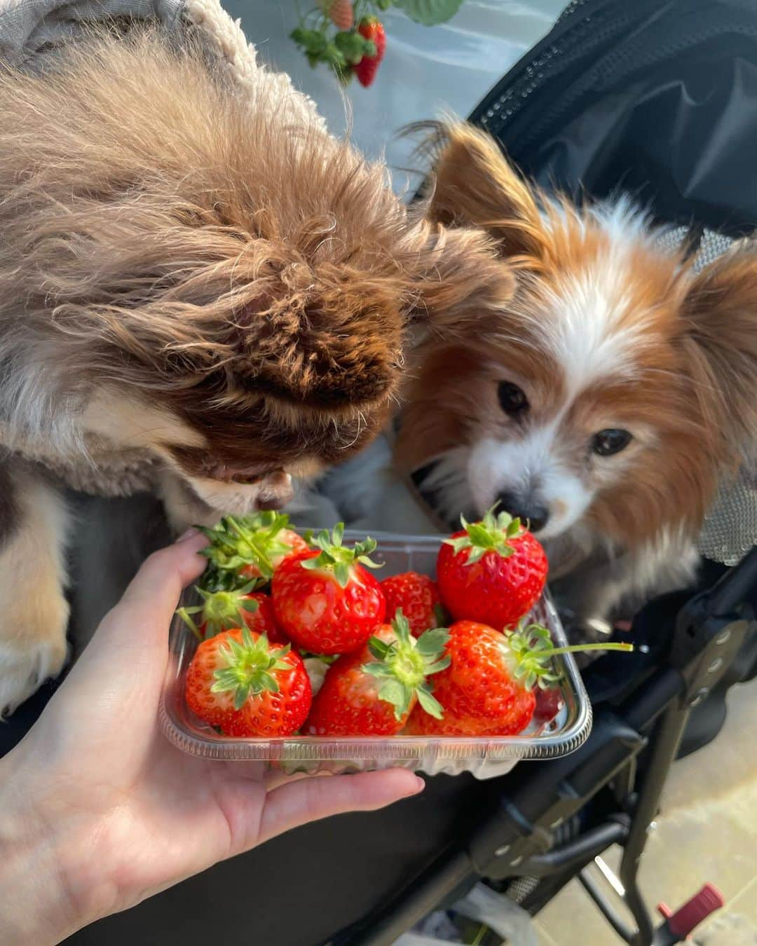 大島麻衣さんのインスタグラム写真 - (大島麻衣Instagram)「いちご狩り🍓🐶👅」3月3日 17時45分 - maioshima911