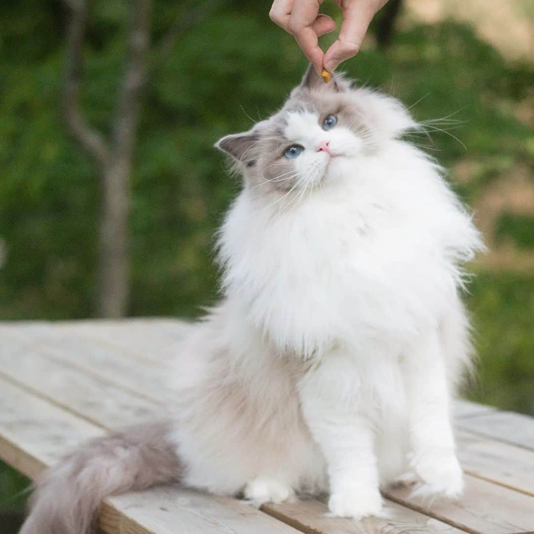 Princess Auroraのインスタグラム：「she's just here for the snacks 😋 preferably if they're freeze dried - those are Aurora's favorite. 🐟  #floof #floofy #kitty #catsofinstagram #fluffycat #ragdoll #ragdollsofinstagram #prettykitty #snacktime #meowstagram #meowed #purr #grinchpaws #catsofig #queen」