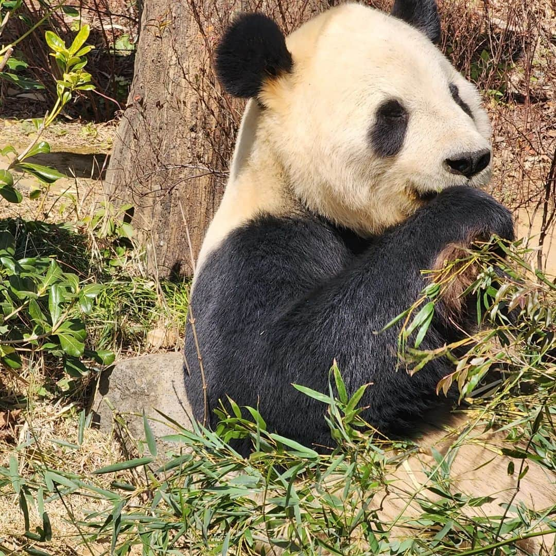 野田幸宏さんのインスタグラム写真 - (野田幸宏Instagram)「上京して20年初めて上野動物園でパンダ 観ました🐼 #パンダ  #上野動物園  #上野動物園パンダ」3月3日 18時07分 - seishn.noda0623