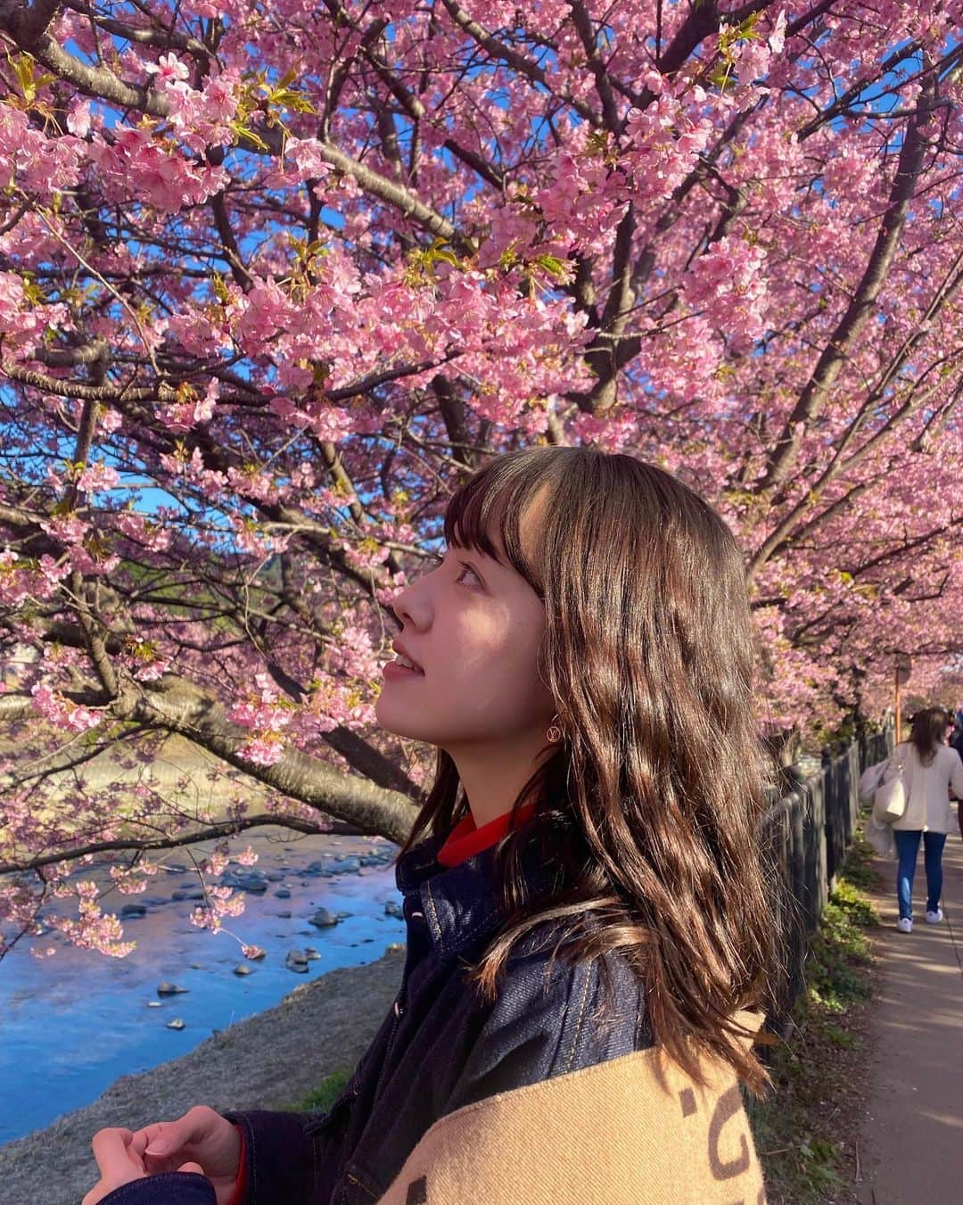 柳生みゆのインスタグラム：「🌸🌸🌸 満開！ぷりっぷりだった！ #河津桜 #河津桜まつり」