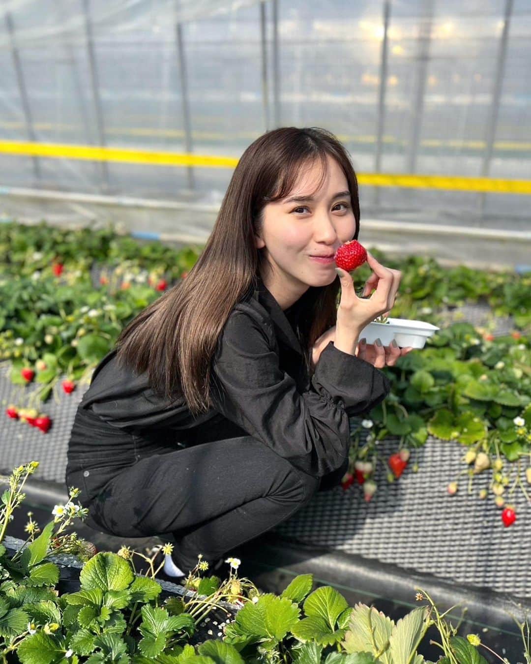 梶谷唯のインスタグラム：「家族でいちご狩り🍓 すっ転んじゃって持ってる練乳といちごのヘタを全部兄にかけちゃったのがとってもいい思い出〜 練乳まみれになった兄は蜂から人気者でした🐝」