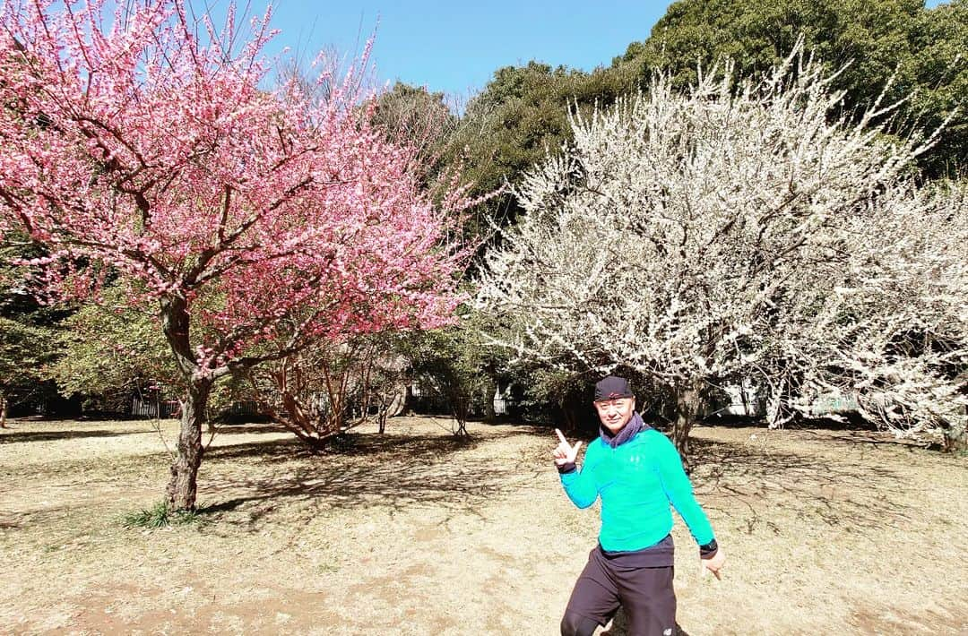 パッパラー河合のインスタグラム：「梅が満開でヤンス。駒沢公園で20kmトロトロと走ったでヤンス。肉体強化中でヤンス。  #めざせ！かすみがうらマラソン #めざせ！君津ウルトラマラソン」