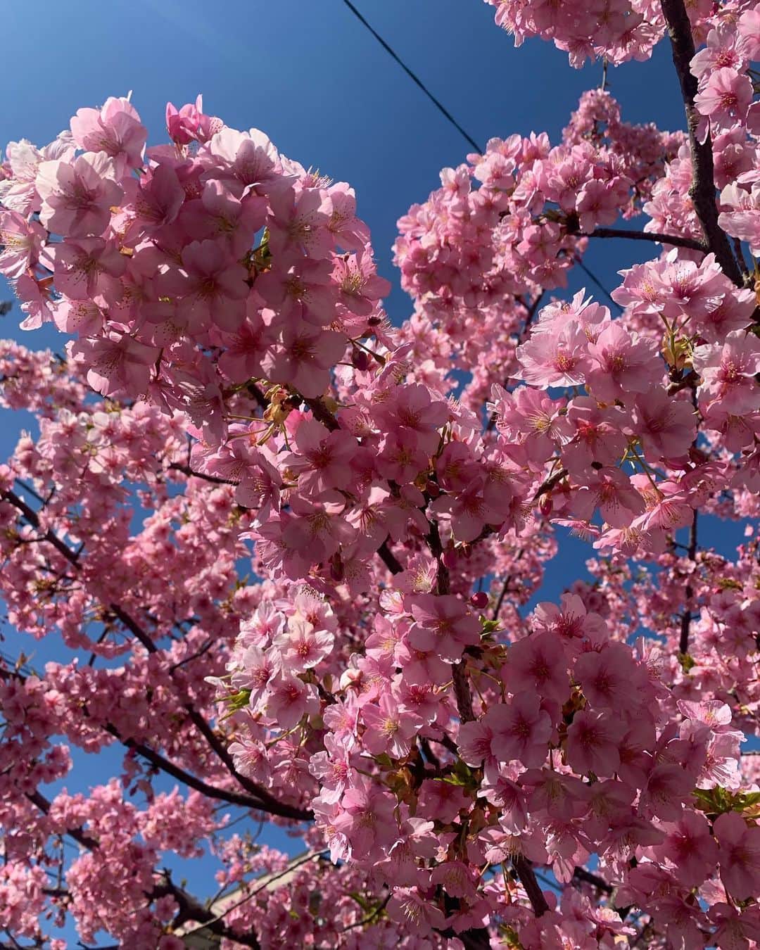 永吉明日香のインスタグラム：「束の間の幸せタイム🌸 もう、春ですね🌸 #spring#晴れてよかった#もこもこ桜」