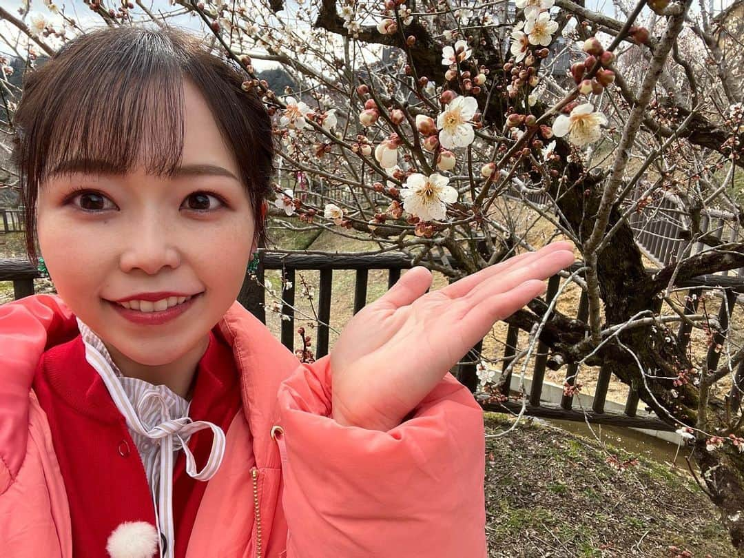 出世凪沙のインスタグラム：「🌸お知らせ🌸 あす夕方6:05〜NHK「ほっと関西サタデー」に スタジオ出演します！(※関西全域での放送です)  先日ロケで梅が有名な奈良市の月ヶ瀬へ✨ 春を感じながら月ヶ瀬のある謎を解く旅をしてきました🕵️ . 産後はじめてのお仕事でドキドキだったけど とっても勉強になる内容で面白かった〜！  ぜひ明日の放送をご覧ください😊 . #NHK#nhk大阪#ほっと関西サタデー#ココホレ#情報解禁#ロケ#スタジオ#奈良県#奈良市#月ヶ瀬#梅#お花見#絶景スポット#産後#仕事復帰#アナウンサー#出世凪沙」