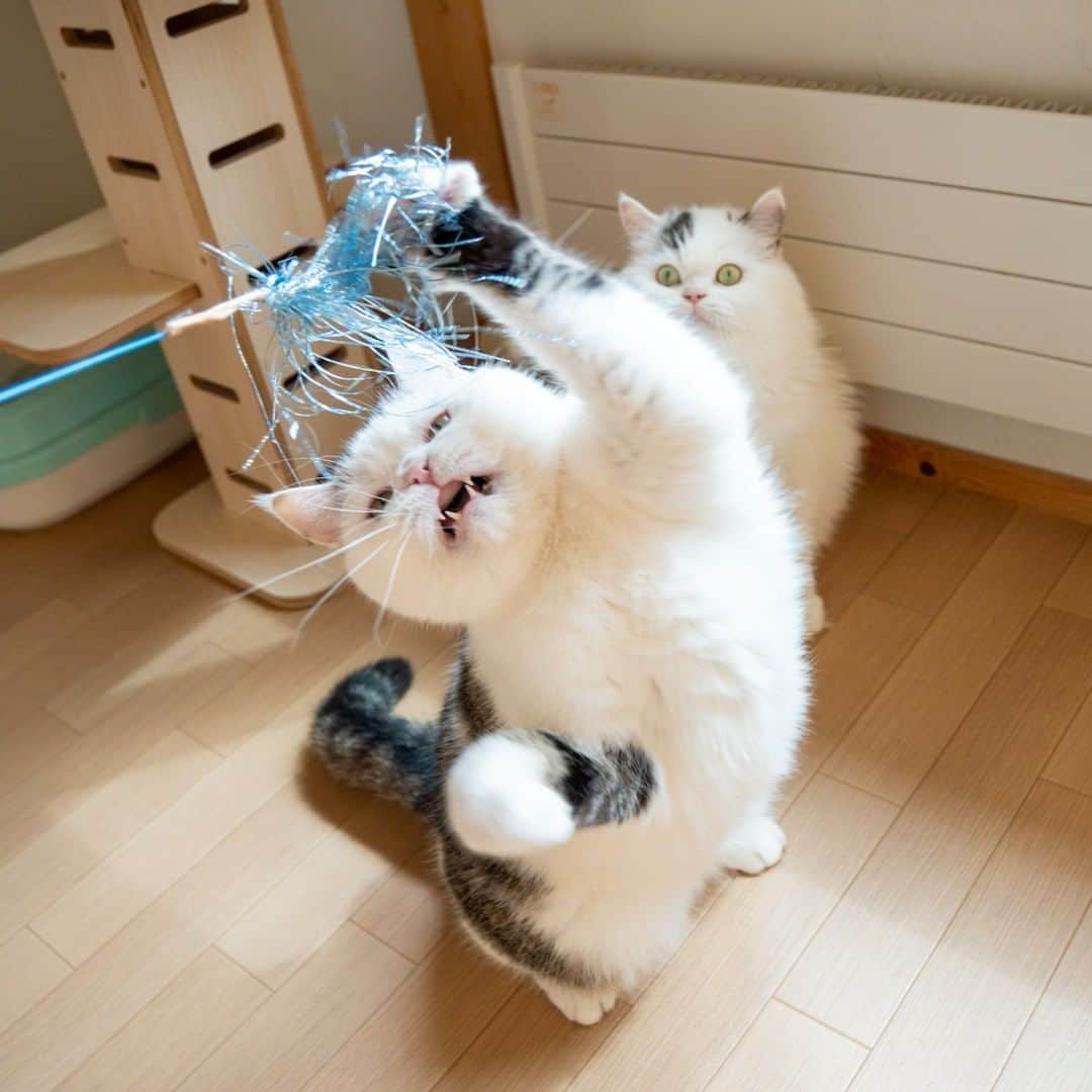 マアルのインスタグラム：「太郎&次郎さん #🐈 #北海道 #旭川市 #猫専用ペットホテル #マアル #ねこは人を笑顔にする #猫好きさんと繋がりたい #ねこのいる生活 #猫のいる暮らし #nekoclub #catsofinstagram #cats_of_world #catstagram #ig_japan #excellent_kittens #topcatphoto #bestrew #exclusive_cats #ig_catclub #cat_features #meowbox #kings_cats #pocket_pets #happycatclub #cutecatshow #catloversclub」