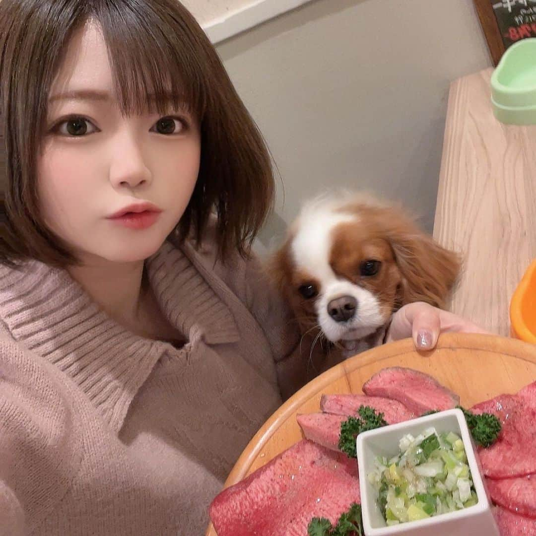 羽咲みはるのインスタグラム：「お誕生日はハルさんと 焼肉に行ってきました🐰🐶💓  ハルもこの前誕生日だったから 一緒に焼肉久々行きたいなって 思ってたので満足🫶🏻🥳  エルきゅんお留守番ありがとう🥹w  #犬#犬のいる暮らし #cavalierkingcharlesspaniel  #dog#焼肉」