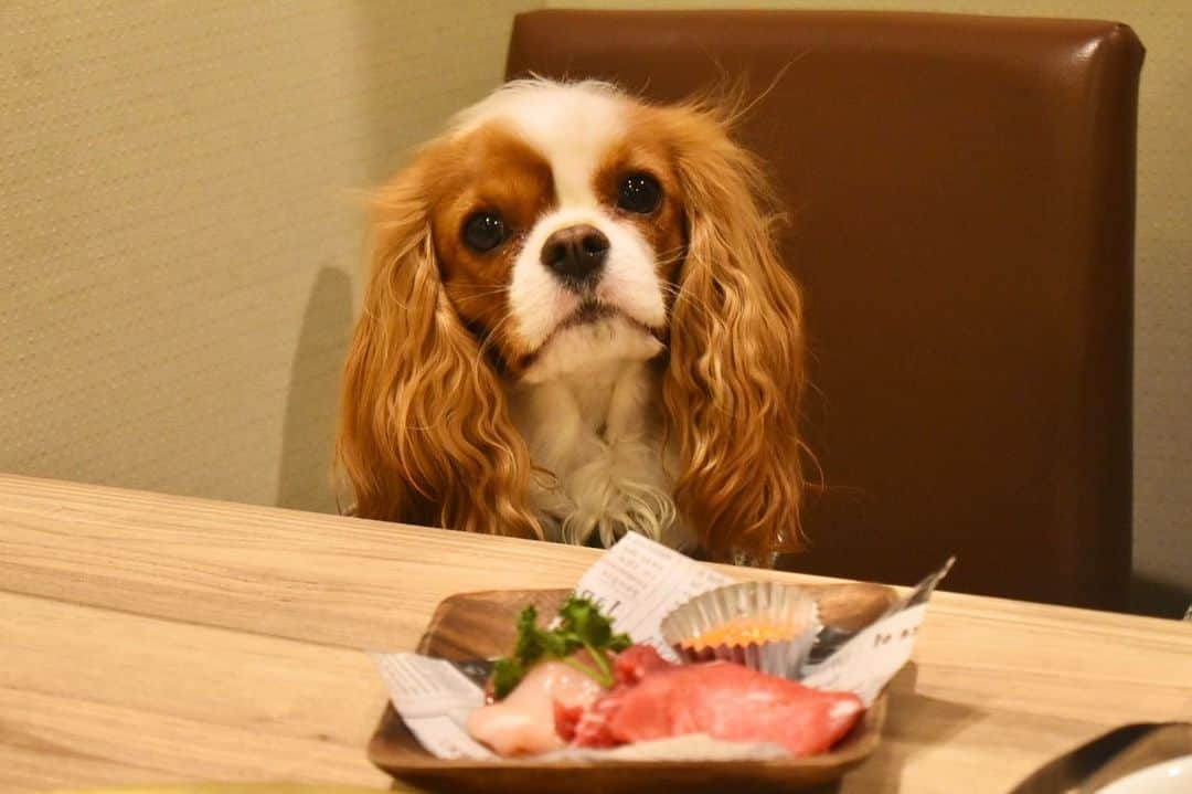 羽咲みはるのインスタグラム：「ハルと肉。🐶🎉  #dog#いぬすたぐらむ #焼肉#犬のいる暮らし #cavaliarkingcharles」