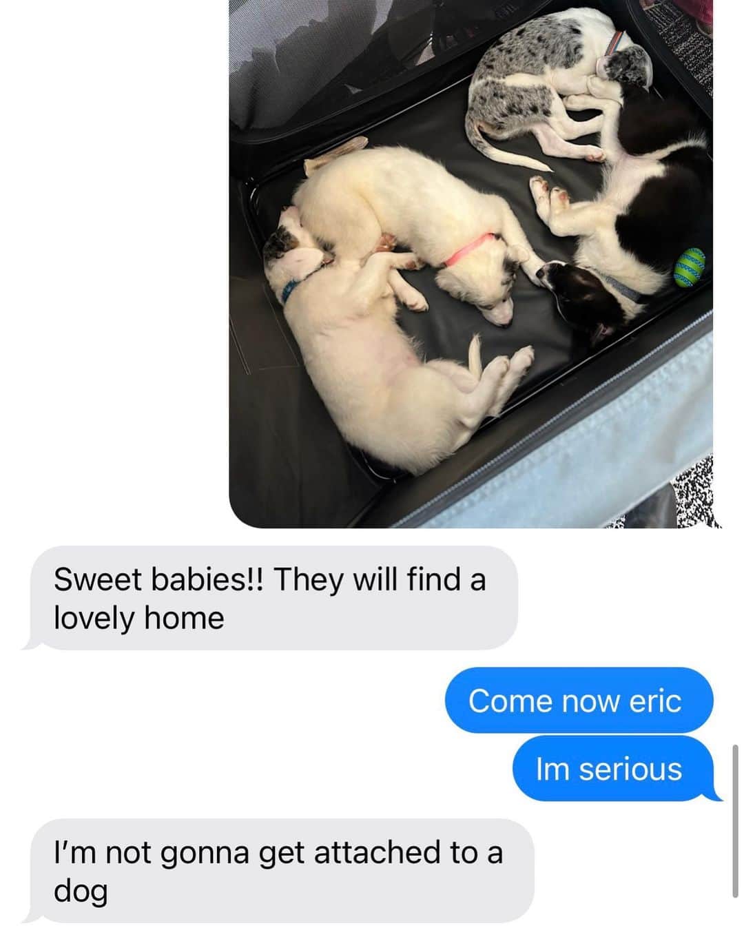 エリック・デッカーさんのインスタグラム写真 - (エリック・デッカーInstagram)「Swipe to see how I convinced @ericdecker to let us adopt a puppy on Valentine’s Day ❤️😂😅 “Hart Olivia Decker”」3月4日 6時34分 - ericdecker