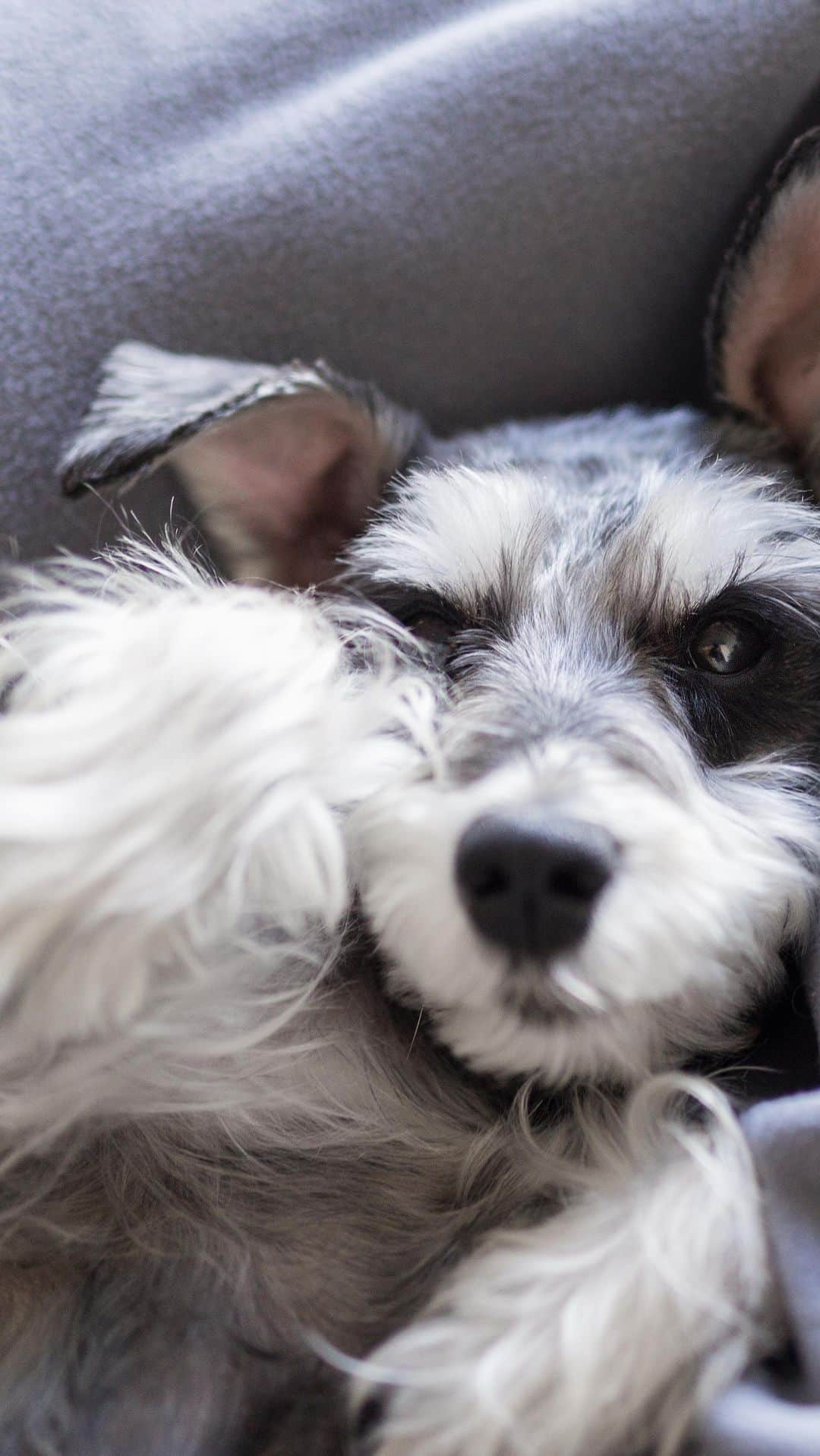 Remix the Dogのインスタグラム：「Just looking for a nose boop ❤️  #schnauzer #doglovers #dogvideos #hunde #dogreel #dogreels #dogvideos #dogvideo #cutedogs #cutedogvideos #perro #perrosdeinstagram #cachorro #개스타그램 #barked #mydogiscutest」