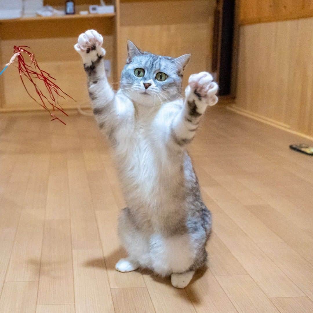 マアルのインスタグラム：「チルさん #🐈 #北海道 #旭川市 #猫専用ペットホテル #マアル #ねこは人を笑顔にする #猫好きさんと繋がりたい #ねこのいる生活 #猫のいる暮らし #nekoclub #catsofinstagram #cats_of_world #catstagram #ig_japan #excellent_kittens #topcatphoto #bestrew #exclusive_cats #ig_catclub #cat_features #meowbox #kings_cats #pocket_pets #happycatclub #cutecatshow #catloversclub」
