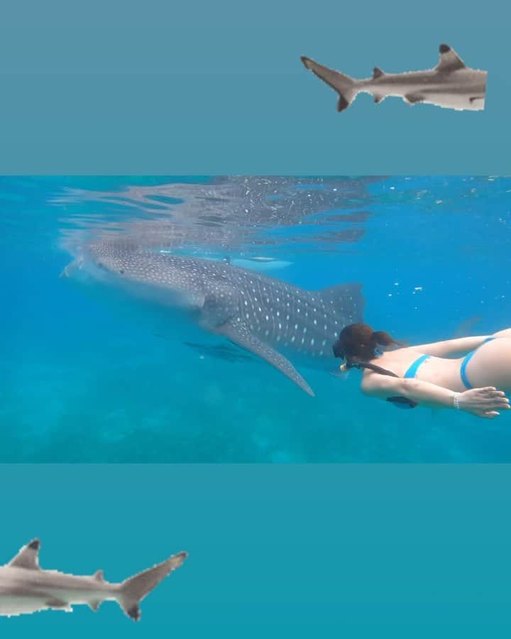 橋本真依のインスタグラム：「・ 🦈🦈🦈🦈🦈 ⁡ セブ島日記🤍day2 ツアーに参加して 『ジンベイザメ&カワサン滝ツアー』へ。 ⁡ 今回はCSPトラベルさんを利用しました✨　@csp_cebu @csp.jp  前日まで連絡がなかなか来なくて内心ヒヤヒヤ。 LINEを登録して前日の夕方になんとか行けることが決まって、ホッ😳としたのを覚えています💦 ⁡ 少しお金を多く支払えばプライベートツアーに。 専用のガイドさんと運転手さんと 専用車に乗って行けるので自分たちのペースで✨ そして車の冷房とかも気になってたので プライベートにして本当に良かったです❣️ ⁡ 値段は7100ペソ(=約17000円) ＋料金払ってランチ付きにしてみたんだけど ちょっと苦手な感じがしたので結局食べることなく 帰りました✨🥹🥹 ⁡ 昨日のストーリーにも載せて大反響があった ジンベイザメと泳げる体験を、、、 バチェラーデートではくぼっちと美ら海水族館で 見たジンベイザメ🦈が真横にウヨウヨ。 何匹も何匹も来てくれるので大興奮！ ただフィンを持っていけばよかった〜と後悔。 さすがに素泳ぎだと追いつけない。。。🤣笑 ⁡ 朝3時にホテルピックアップで そこから車で4時間🚗(#oslob まで遠い💦) 📍 Oslob Whale Shark Watching  (F97H+9W, Natalio Bacalso Avenue, Oslob, 6023 Cebu, フィリピン) ⁡ 朝早く頑張ってよかった〜🤍 世界各国から朝集合するので現地は長蛇の列です！ ⁡ ジンベイザメと泳ぐ機会なんて滅多にない事なので 体験できて本当によかった❣️ ⁡ 一回、後ろ見たら口を大きく開けた ジンベイザメが接近してきてビックリしすぎた けれど、、、、それもいい体験でした😚🌺 ⁡ ⁡ ⁡ #セブ島 #ジンベイザメ #女子旅 #オスロブ ⁡ ⁡ ⁡ ⁡」