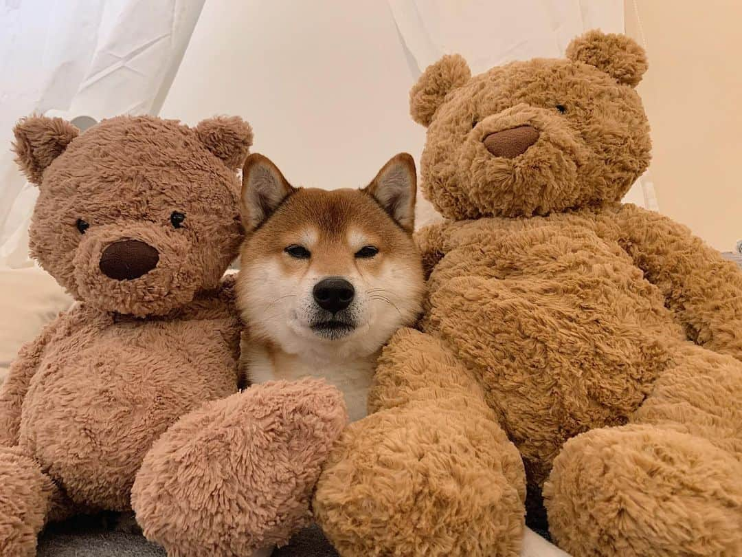 ?Fricko the Shiba Inu?のインスタグラム：「Spot the shiba 🐻🐶🐻 🐾 🐾 🐾 #Fricko #🐶 #☀️ #shiba #shibainu #dog #柴犬 #赤柴  #dogoftheday  #weeklyfluff #aww  #puppies」