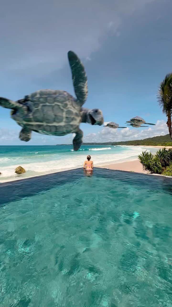 Murad Osmannのインスタグラム：「#followmeto floating into the @nihi paradise ☀️🌊🐢 on the Sumba Island in Indonesia 🇮🇩 . Can you believe those flying turtles in the background? 😱 how many did you count?  🎥 @jetlagvfx」