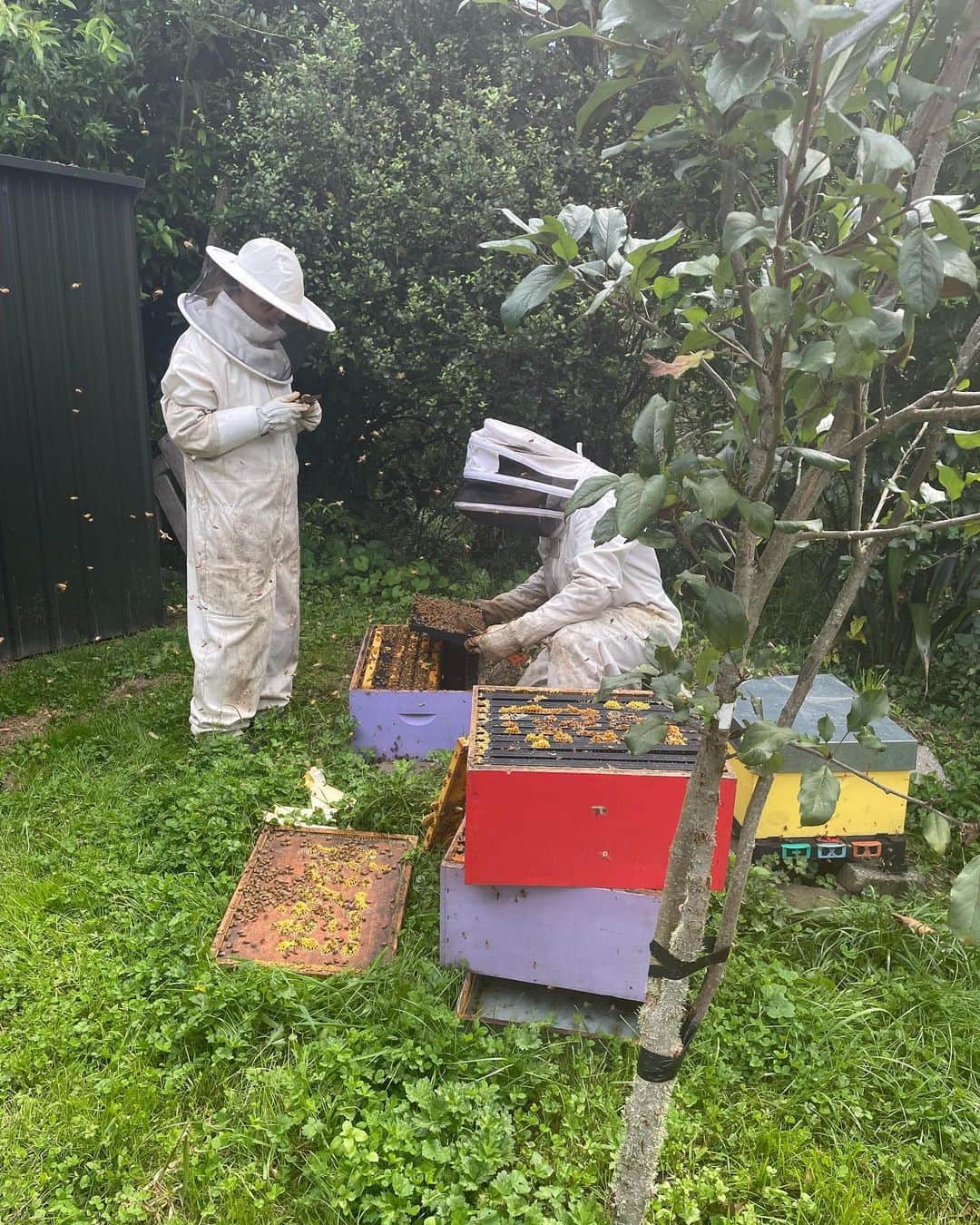 中島早貴さんのインスタグラム写真 - (中島早貴Instagram)「I've been interested in beekeepers lately 🐝.  Today my host mother took me to experience beekeeping at a friend's house! (Actually, I was just looking..)  It was awesome 🥹 Thank you :))))」3月4日 15時12分 - saki__nakajima__uf