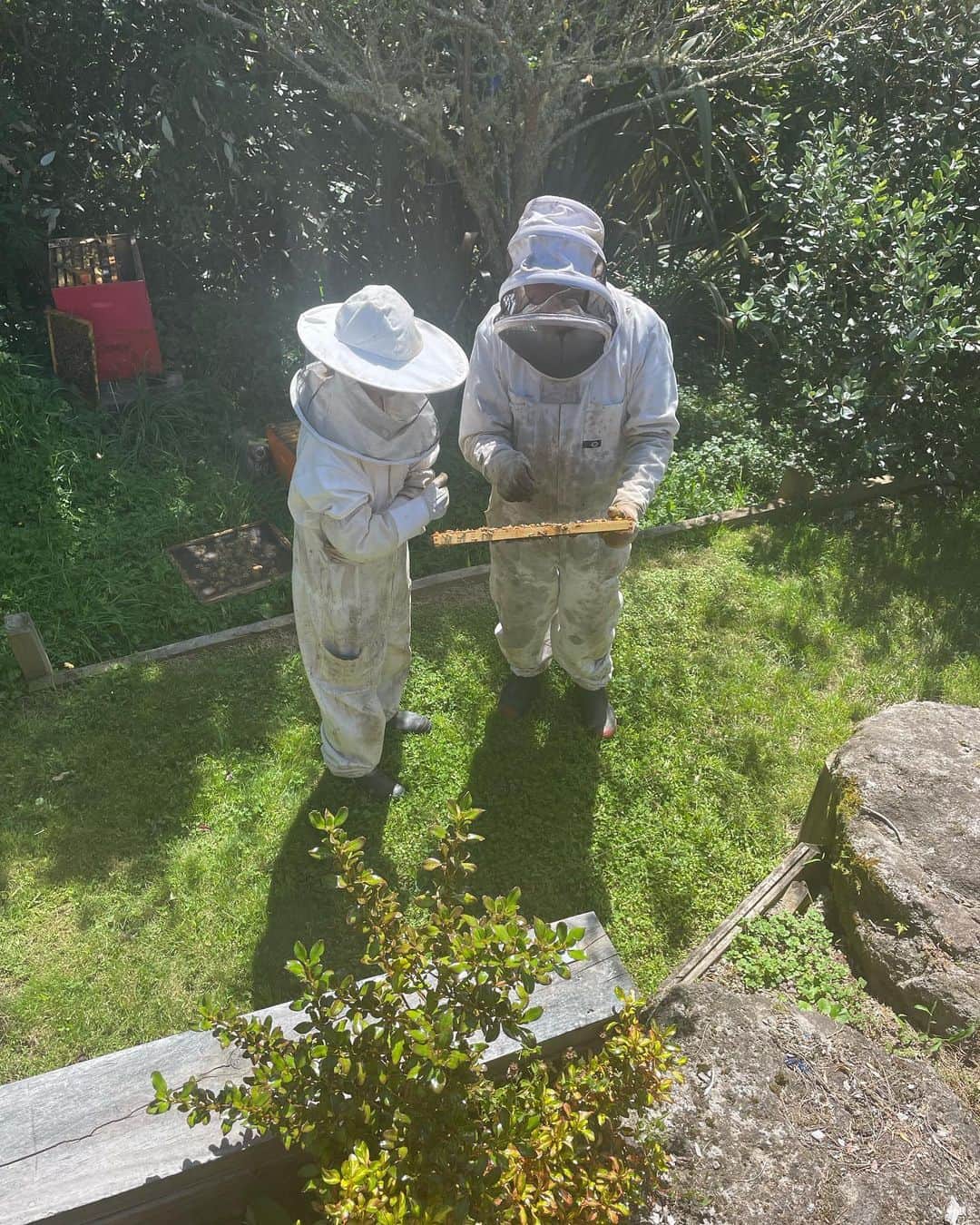 中島早貴のインスタグラム：「I've been interested in beekeepers lately 🐝.  Today my host mother took me to experience beekeeping at a friend's house! (Actually, I was just looking..)  It was awesome 🥹 Thank you :))))」