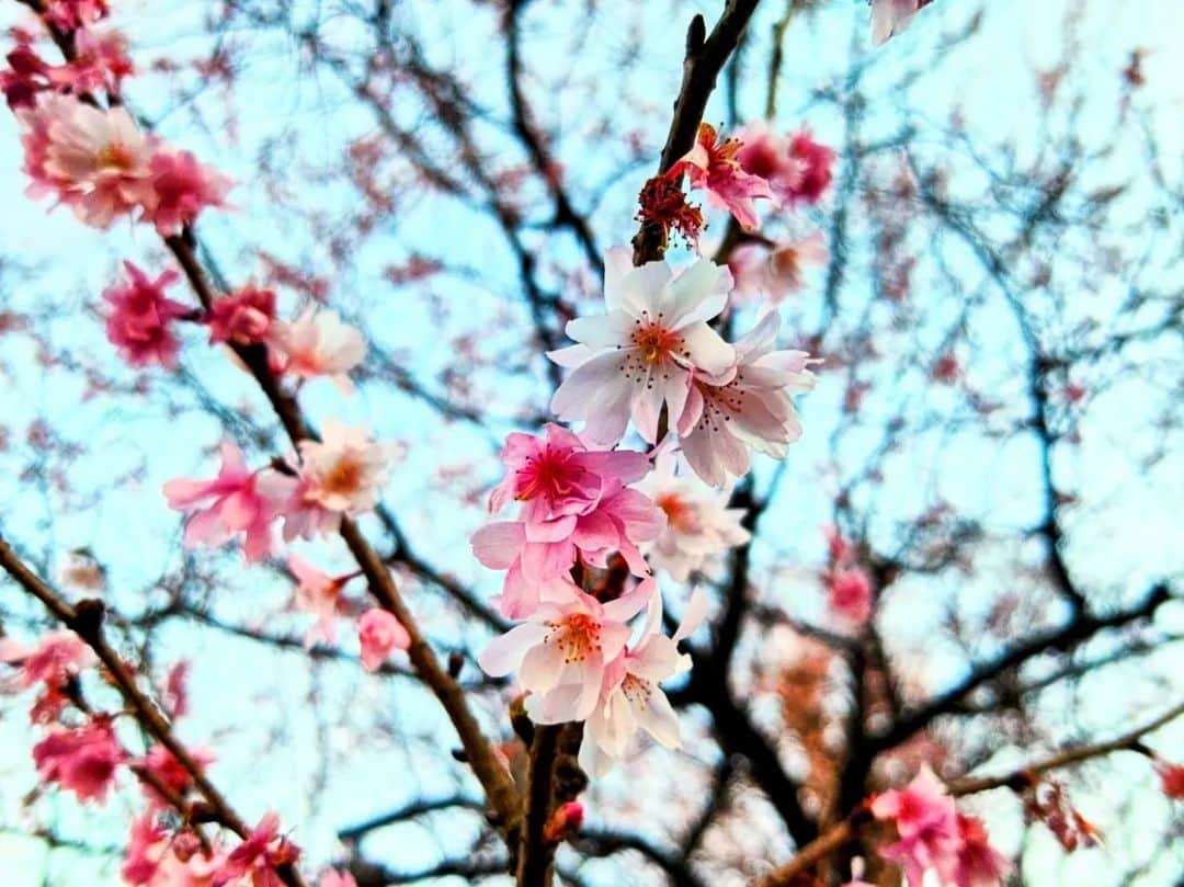 杉原杏璃のインスタグラム：「福岡に着いたら、すごく暖かくて  春を感じました🌸」