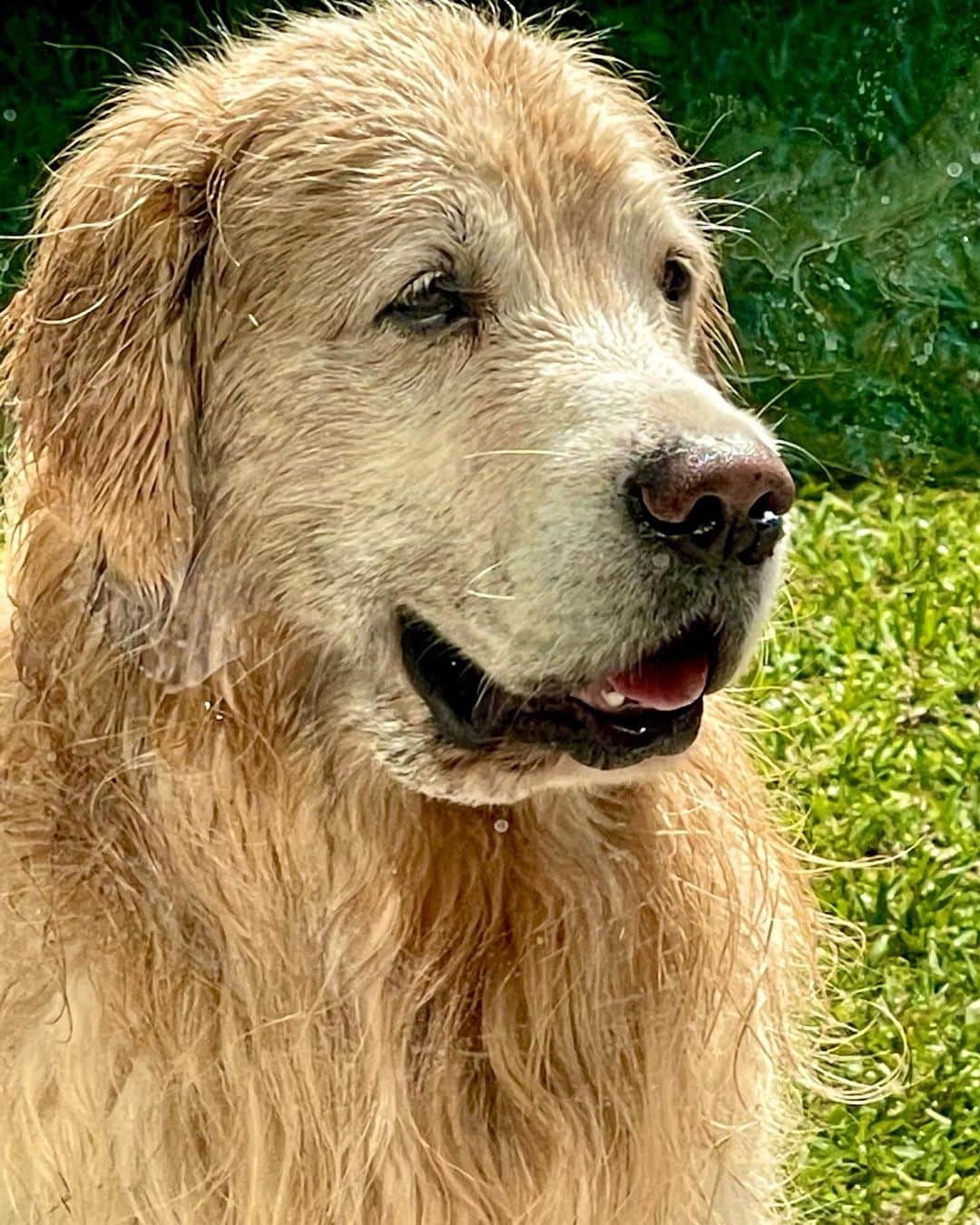 ブルース・ウェーバーのインスタグラム：「Nothing is better than going for a swim with your dog. This is Bonito, named after the song by Antonio Carlos Jobim.」