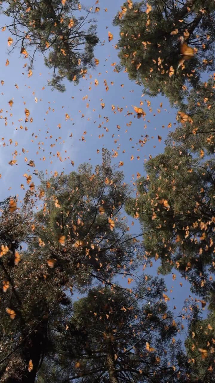 National Geographic Creativeのインスタグラム：「Video by @jaimerojo | On assignment for @natgeo and @insidenatgeo. The days are getting warmer in Michoacán and the Monarch Butterflies are very active. On the warmest days, thousands of butterflies glide down to drink water from the streams downhill using a flight behavior known as “streaming.”」