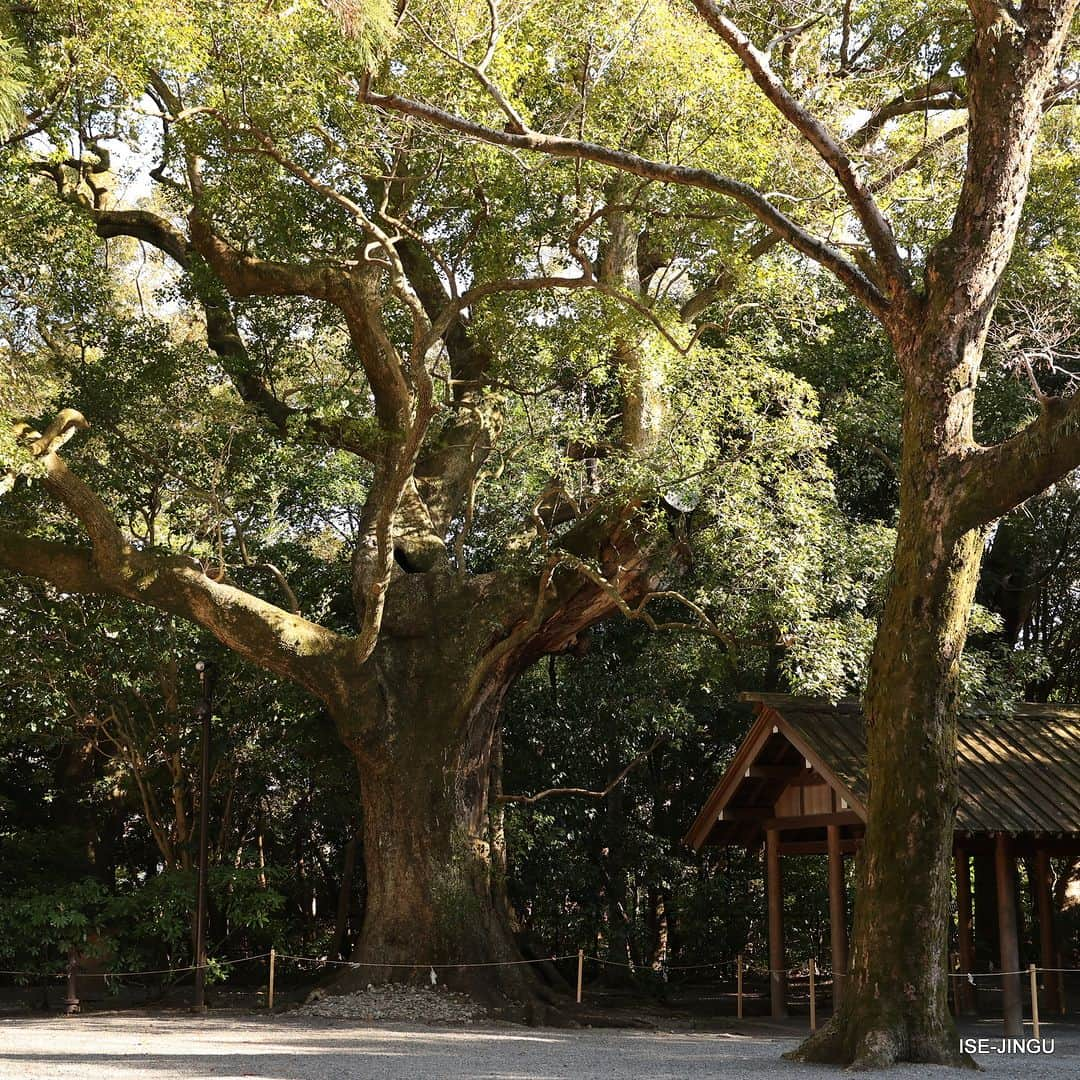 伊勢神宮さんのインスタグラム写真 - (伊勢神宮Instagram)「#伊勢神宮 #神宮 #神社 #心のふるさと #月夜見宮 #外宮 #別宮 #楠 #isejingu #jingu #soul_of_japan #japan #jinja #shinto #tsukiyomino_miya #camphortree」3月4日 11時00分 - isejingu.official