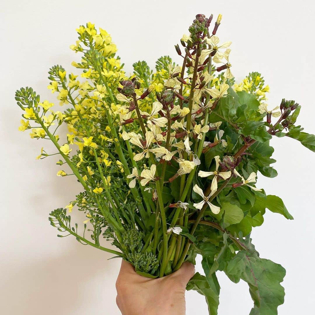 板谷由夏 のインスタグラム：「庭の畑のスティックセニョールと ルコラの花が咲きました。 花も美味いよ。 春だな。今朝はウグイスが鳴いてた。 自然はぜーんぶ受け入れてる。 学びばかりです。」