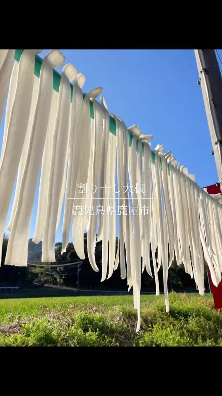 鳥越佳那のインスタグラム：「他の投稿はこちらから ▶︎ @kana_torigoe  . . 鹿屋でよく見る光景。  のれん... ではなく大根😄♡ . . #ほのぼの #大根 #割干す大根 #切り干し大根 #のれん #暖簾 #日常 #晴天 #ぽかぽか #春　 #鹿児島県 #大隅半島 #鹿屋市  #kanoya #kanoyacity #地域おこし協力隊 #かのやPRレポーター #さつまいも #さつまいもアナウンサー . . 〜〜〜〜〜〜〜〜〜〜 \\おいものまちかのやの魅力を発信// YouTube『かないも日和』は @kana_torigoe  プロフィールから🐥💕 チャンネル登録よろしくお願いします☺️  〜〜〜〜〜〜〜〜〜〜」