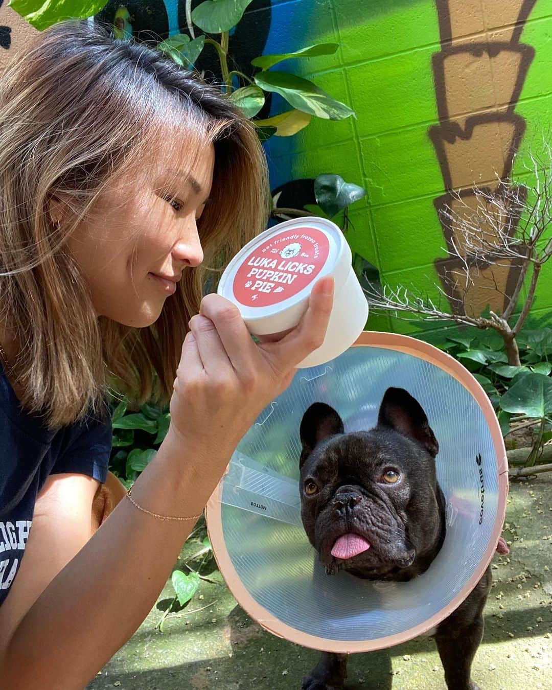 エビアン・クーのインスタグラム：「<Dog Mom Life 😙 this few weeks> Whisky is finally feeling better - for those who don’t know, we got a nose surgery for him. He had difficulty in breathing and now it seems like he’s breathing a lot better.  🍨@asatofamily making Whisky happy - they also have puppy sherbet. My favorite is Li Hing Lemon peel & Matcha Condensed milk 🤤  ウィスキーは鼻の手術して 今やっと2週間経ちました 治りがちょっと遅いみたいだけど なんとかやっと元気にしてるかな。 ローカルに人気のシャーベット Asatoは犬のシャーベットもあって ウィスキーにあげたらハッピーそう  色んな味があって (これは普通のシャーベット犬用じゃなくて) 最近はウベ(紫芋)のコンデンスミルクとか 抹茶コンデンスミルク リヒムイって言って梅みたいな 甘酸っぱい味。  全部美味しかったよ😚  全部だってw 食べ過ぎだよね  ポップアップとかやってるみたいから 是非チェックしてみてー タグ見てね。」