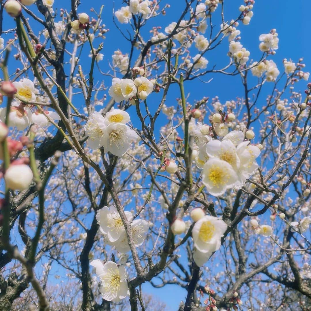 阿部純子さんのインスタグラム写真 - (阿部純子Instagram)「💜 たまひよの写真をぽんっ🐣💕 （ @tamahiyoinsta ）  菜の花や梅、、 街の至るところで 花が咲き始めて嬉しいな♪  梅を見に行った時の、 一枚おすそ分けしておくね🤲💕」3月4日 12時09分 - junkoabe_official