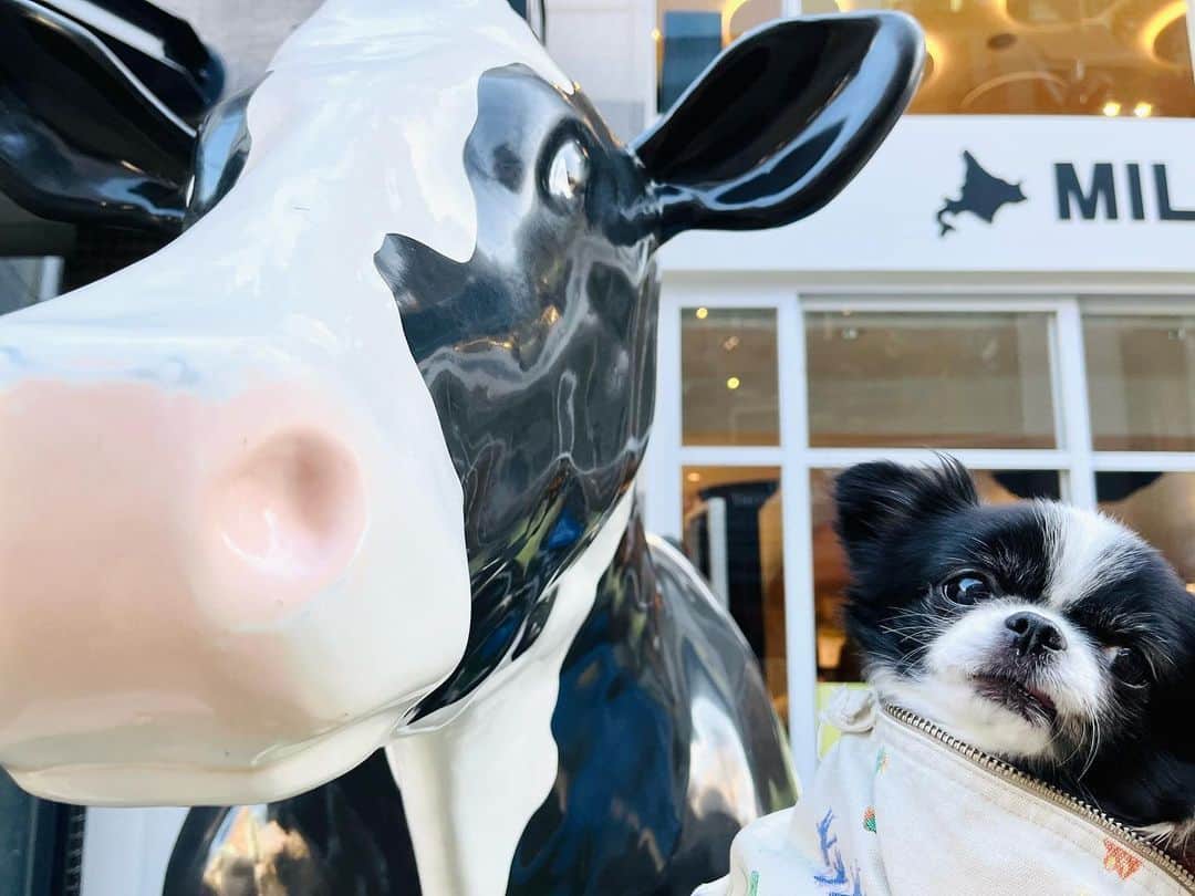 フルカワミキのインスタグラム：「🐮「あなたもシロクロね」 🐶「オソロイね」  🐮🐶「❤️」  北海道のアンテナショップは美味しそうなものばかり。  #japanesechin #chihuahua #dog #mix犬 #狆 #チワワ #イッヌ#犬  #牛」