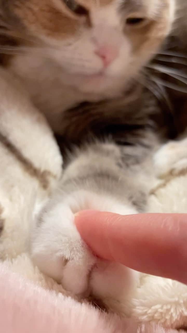 ami____5のインスタグラム：「* 白ﾌﾜﾌﾜパン🍞☁️ * * #猫#ねこ#もふもふ#スコティッシュ#スコティッシュフォールド#三毛#三毛猫#まん丸ねこ部#ねこのいる暮らし  #scottishfold #cat #cats #catstagram #kitten #kitty #kittens #petstagram #petsagram #catoftheday #catsofinstagram #ilovemycat #instagramcats #lovecats #lovekittens #adorable #catlover #instacat #fluffy」