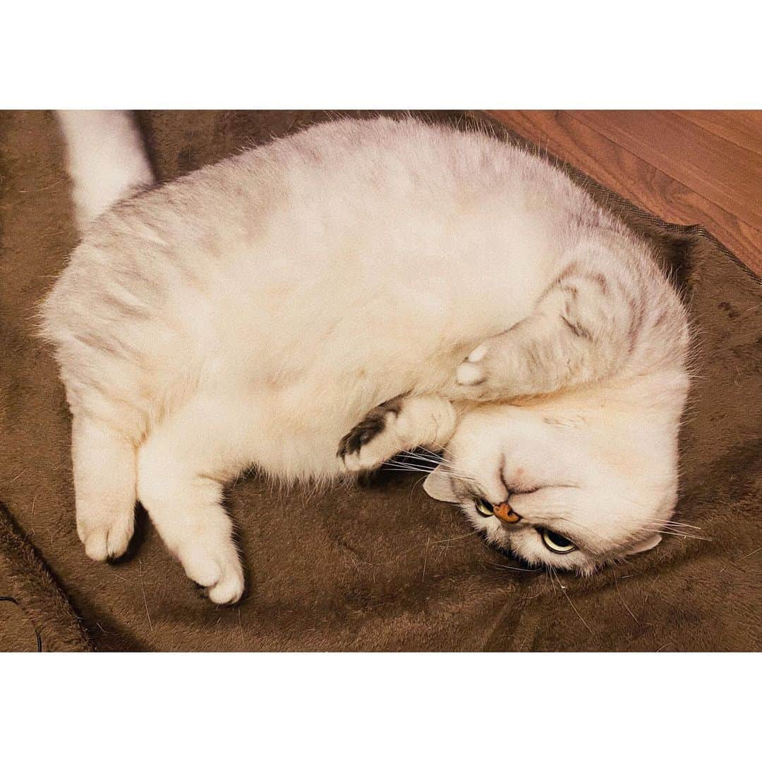 山谷花純のインスタグラム：「ちょっと…ダイエットかな…。  #ミヌエット #まるとの生活 #猫がいる生活 #にゃんすたぐらむ」
