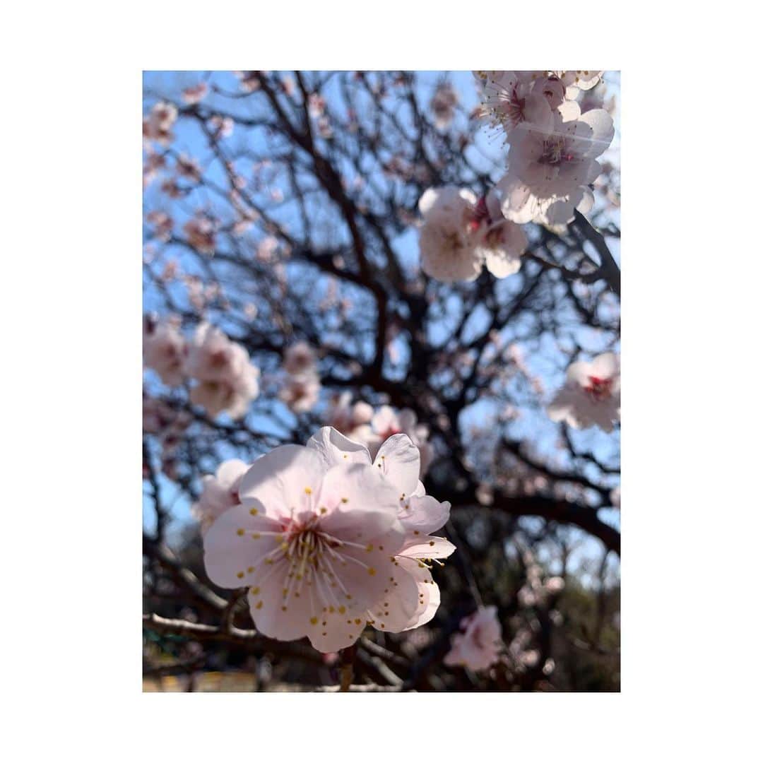 三倉茉奈さんのインスタグラム写真 - (三倉茉奈Instagram)「梅の花🌸いい香り。」3月4日 14時35分 - mana_mikura_official