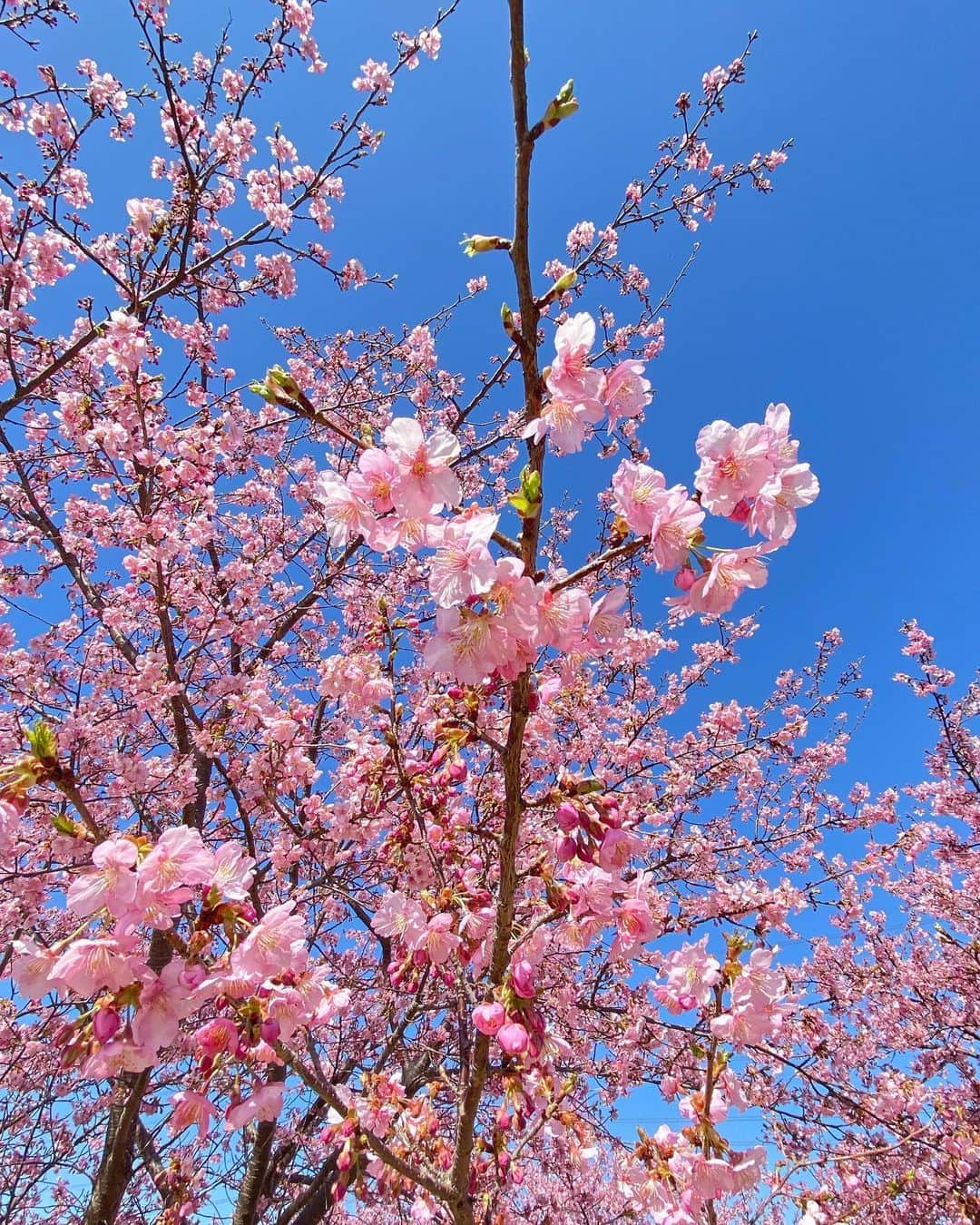 内田有理さんのインスタグラム写真 - (内田有理Instagram)「桜🌸SAKURA たぶん河津桜？ とその他💛🤍笑  近くにあった😌」3月4日 14時45分 - yuriuchida1018