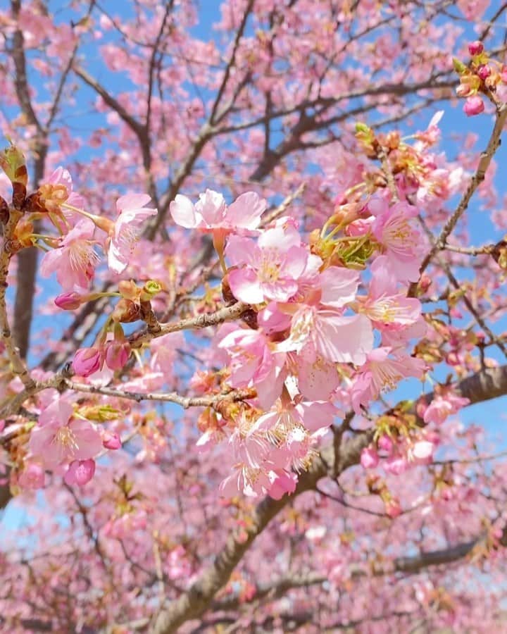 内田有理のインスタグラム：「桜🌸SAKURA たぶん河津桜？ とその他💛🤍笑  近くにあった😌」
