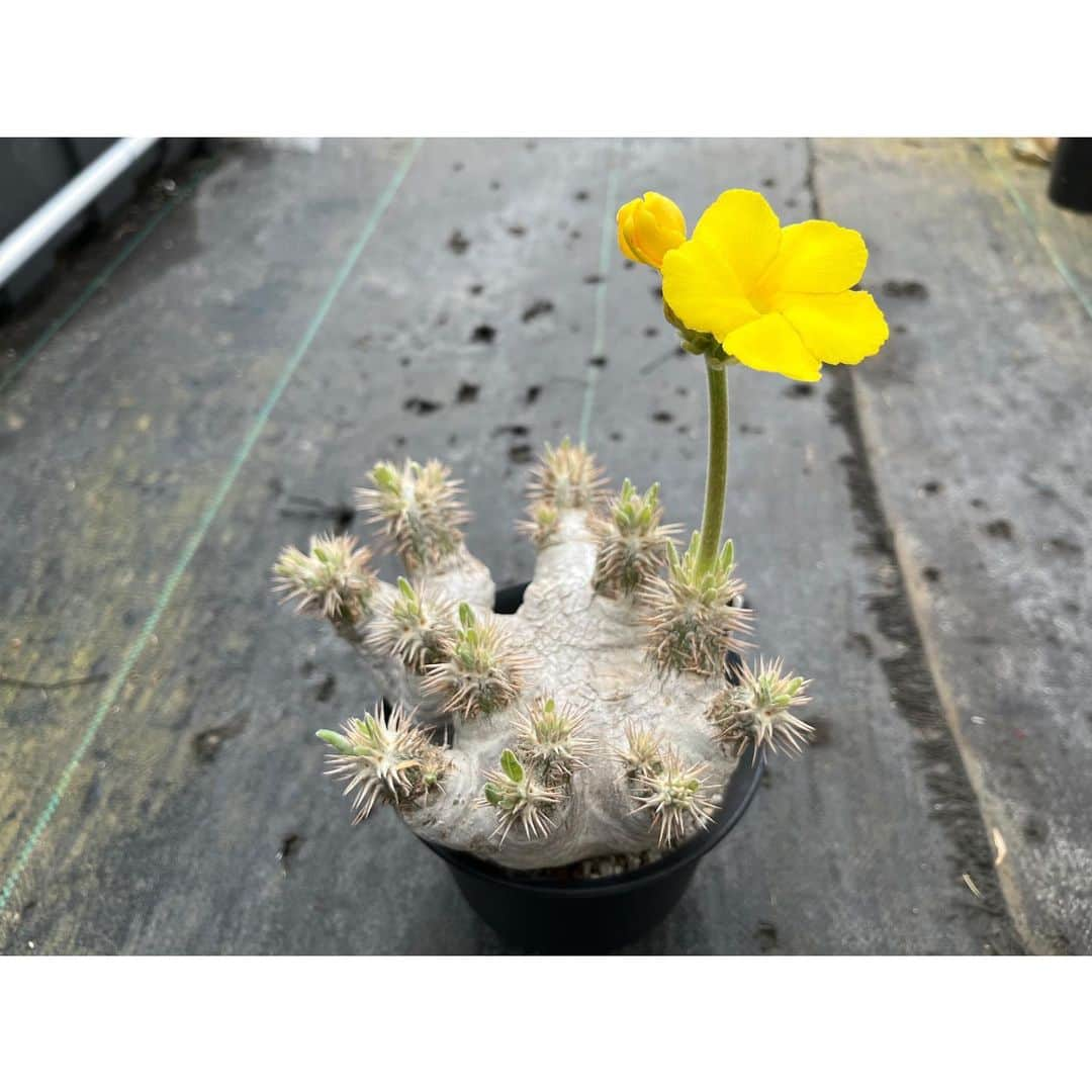 Syota Kitamoriさんのインスタグラム写真 - (Syota KitamoriInstagram)「✫ eburneum yellowflower . . #pachypodium #pachyflow #エブレネウム」3月4日 17時00分 - kitamori1110