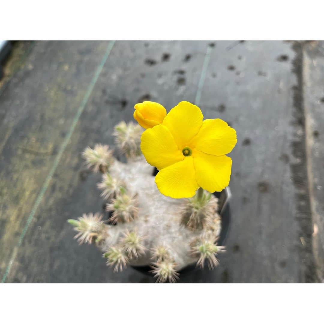 Syota Kitamoriのインスタグラム：「✫ eburneum yellowflower . . #pachypodium #pachyflow #エブレネウム」