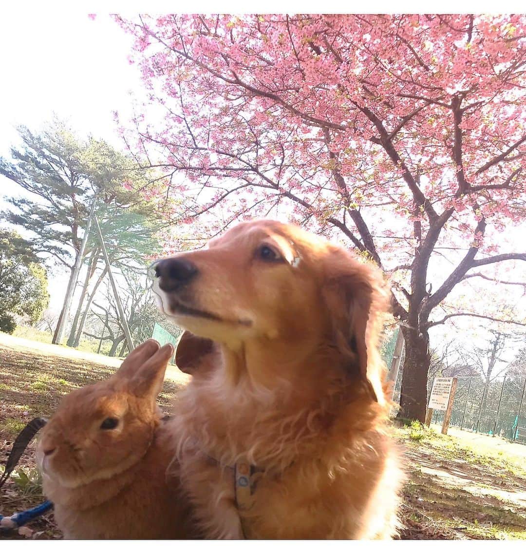 Chieko Shibutaさんのインスタグラム写真 - (Chieko ShibutaInstagram)「うじゃこ🐰です さんぽ　河津桜🌸満開 毎年ツーショット🐶🐰だったので うじゃこ🐰に少し淋しさを感じる⤵︎ でも　お天気良くて　ポカポカで　リフレッシュ⤴︎🌸 暫くは　さんぽはお花見だね♪ 近所の　穴場スポットいつもの公園です📸 うじゃこ11歳18日🐰💪  ✨🐰🍀🐶✨ #わんこの散歩 #dachshund #dachshunds #dachshundlove #dog #dogs #doglove #instadog #instagram #instagood #pet #pets #petsagram #cute #cutepe #cutepet #cutedog #cuteanimals #likes #smile #rabbit #ラビット #ミニュチュア #ミニュチュアダックス  #ミニュチュアダックスフント #うさぎ部 #うさぎ #ダックス #ダックスフンド#会いたい」3月4日 17時00分 - chieko.81