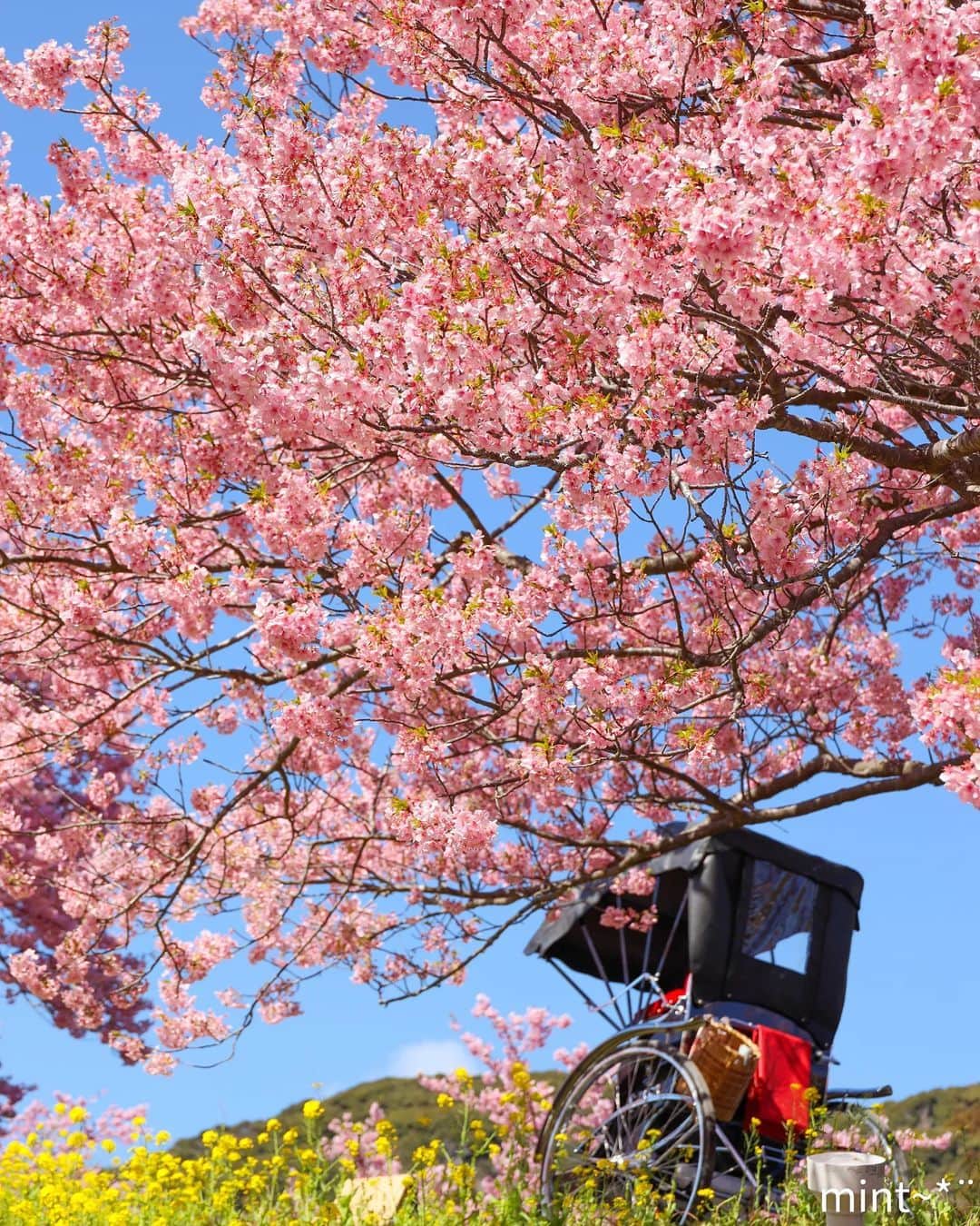 エイチ・アイ・エスさんのインスタグラム写真 - (エイチ・アイ・エスInstagram)「＼ちょうど今が満開🌸河津桜／  今回のスポットは、河津桜が一面に見られることで有名な南伊豆。 菜の花の黄色も相まって、一気に春モード全開ですね💛  「みなみの桜と菜の花まつり 」は3/10（金）までの開催です💐 最後の河津桜を楽しんでみませんか🌸  …………………………………………………………… 📍 #みなみの桜と菜の花まつり  📸 @mintchoco4928 さん  色鮮やかなピンク色の河津桜が青空に映え　ほのぼのとした風景に心癒されます。 何度でも訪れたくなるスポットです‼️ ……………………………………………………………  旅先探しのヒントは こちらをチェック▶︎▶︎▶︎ @his_japan   —————— 📷旅のお写真募集中✈️ ——————  日本中、世界中の春旅のお写真を募集中🌸 #春旅のセカイ2023 のハッシュタグを付けて投稿してね🌹  また、旅の思い出は、@his_japan OR #his_japan2023 を付けてシェアしてください🙌  過去PICもOKです❗️  集まったお写真は、HISのSNSやオウンドメディアでご紹介🙆‍♀️  #旅の思い出 #国内旅行  #静岡観光スポット #静岡おすすめ #南伊豆町 #伊豆旅行 #道の駅下賀茂湯の花  #次の旅先リスト #旅行好きな人と繋がりたい #写真好きな人と繋がりたい #旅したくなるフォト #旅スタグラム #インスタトラベル #女子旅 #カップル旅 #家族旅行  #instatravel #instapassport #photooftheday #instaphotography #worldtravelpics  #worldtraveler #japantravelphoto  #shizuokastagram #minamiizu」3月4日 18時30分 - his_japan