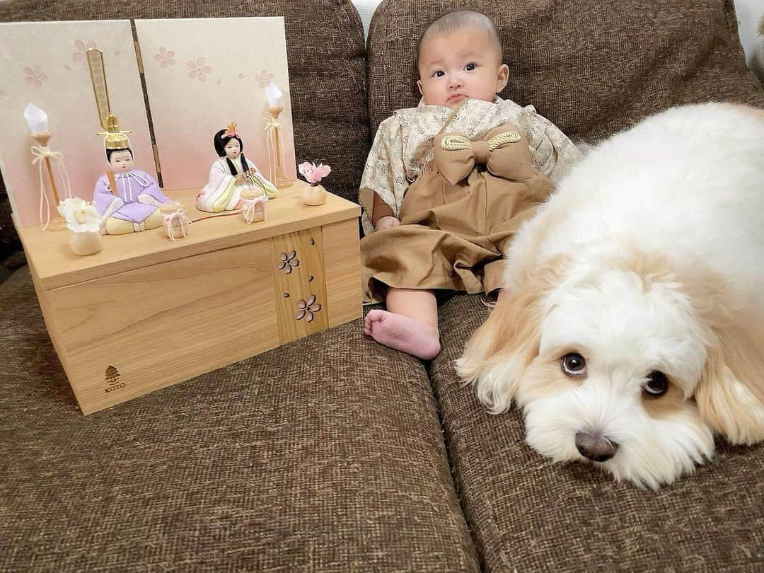 あんちゃんさんのインスタグラム写真 - (あんちゃんInstagram)「妹ちゃん初節句🌸  …の、 写真を撮るのに付き合うオレ🥱笑  新しいおもちゃかと思って 取ろうとすると阻止されるし🎎 （７枚目は咥えてます笑）  ちょっとご不満なあんちゃん😂💦  でもなんだかんだ 妹ちゃんに寄り添ってくれる 優しいあんちゃん🐶👶🏻  でもオヤツで釣ったときが やっぱ一番いい笑顔なのよね🤣🍪 （最後の写真）  あんちゃん付き合ってくれて ありがとう🤣🙏💓  ちなみに妹ちゃんの着物は あんちゃんのカラーに合わせて おそろコーデ風にしました🤎🤍🤎  夜人間達はちらし寿司を食べたので あんちゃんも特製ちらし寿司風の 豪華ごはんを食べたよ🐶🍚🌸  ふたりとも健やかに ゆっくり育ってね😌✨  #キャバションあんちゃん  #あんちゃん　#ぬいぐるみ犬 #スヌーピー  #スヌーピー犬 #キャバション　#キャバビション　 #キャバリア #キャバリアキングチャールズスパニエル #ビションフリーゼ　 #犬 #ふわもこ部  #いぬすたぐらむ #犬のいる暮らし  #わんこなしでは生きていけません会 #いぬのきもち  #犬好きな人と繋がりたい #短足部　#比熊犬 #doglove #cavachon #inustagram #puppy  #snoopy #andy #멍스타그램 #개스타그램」3月4日 19時32分 - anchan_0115_andy