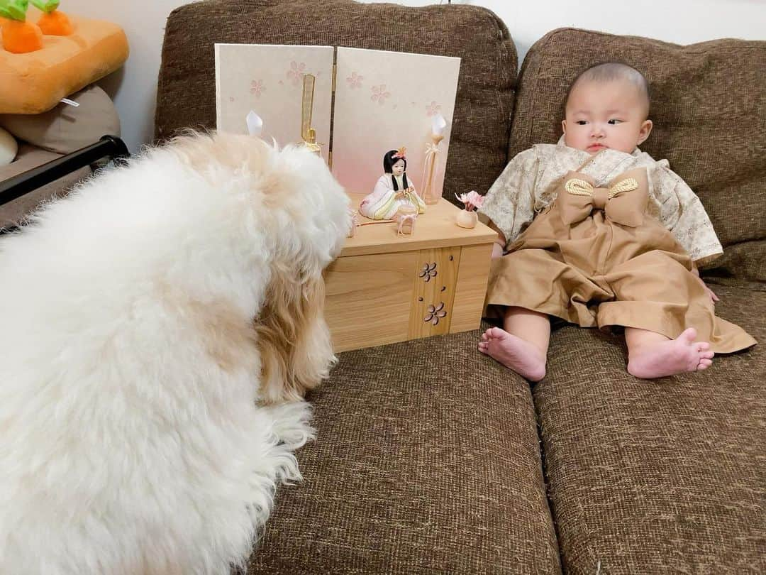 あんちゃんさんのインスタグラム写真 - (あんちゃんInstagram)「妹ちゃん初節句🌸  …の、 写真を撮るのに付き合うオレ🥱笑  新しいおもちゃかと思って 取ろうとすると阻止されるし🎎 （７枚目は咥えてます笑）  ちょっとご不満なあんちゃん😂💦  でもなんだかんだ 妹ちゃんに寄り添ってくれる 優しいあんちゃん🐶👶🏻  でもオヤツで釣ったときが やっぱ一番いい笑顔なのよね🤣🍪 （最後の写真）  あんちゃん付き合ってくれて ありがとう🤣🙏💓  ちなみに妹ちゃんの着物は あんちゃんのカラーに合わせて おそろコーデ風にしました🤎🤍🤎  夜人間達はちらし寿司を食べたので あんちゃんも特製ちらし寿司風の 豪華ごはんを食べたよ🐶🍚🌸  ふたりとも健やかに ゆっくり育ってね😌✨  #キャバションあんちゃん  #あんちゃん　#ぬいぐるみ犬 #スヌーピー  #スヌーピー犬 #キャバション　#キャバビション　 #キャバリア #キャバリアキングチャールズスパニエル #ビションフリーゼ　 #犬 #ふわもこ部  #いぬすたぐらむ #犬のいる暮らし  #わんこなしでは生きていけません会 #いぬのきもち  #犬好きな人と繋がりたい #短足部　#比熊犬 #doglove #cavachon #inustagram #puppy  #snoopy #andy #멍스타그램 #개스타그램」3月4日 19時32分 - anchan_0115_andy