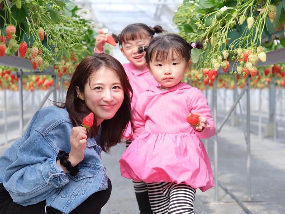 加藤千暁さんのインスタグラム写真 - (加藤千暁Instagram)「今年もいちご狩り行けた🍓 2枚目のさくらはの表情もふうかのポーズもかわちい 3枚目はソロ写真 4枚目すきをみてなんさんとツーショットセルフタイマー 最近2人が面白いし可愛いし楽しい🤣笑 #いちご狩り#strawberry」3月4日 20時35分 - chiaki525