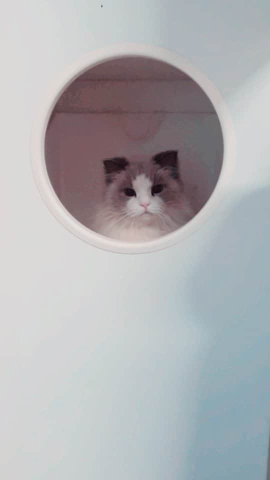 Princess Auroraのインスタグラム：「Look at this... 👀🐈」