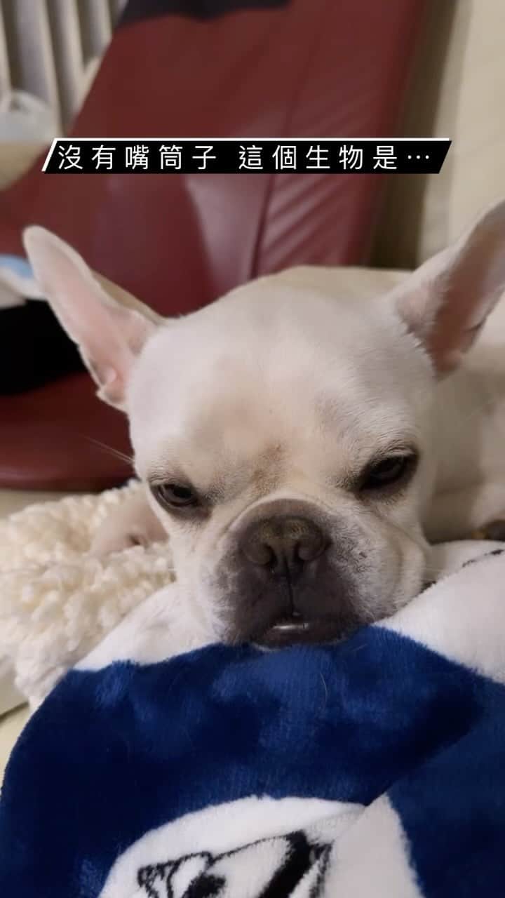 鄭茵聲のインスタグラム：「提問🙋這是 狗嗎⋯ #法國鬥牛犬」